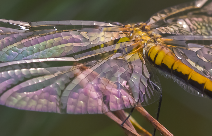 The wings of an immature Black Meadowhawk © Pieter van Dokkum