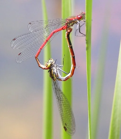 A dragonfly mating wheel (Wikimedia Commons)