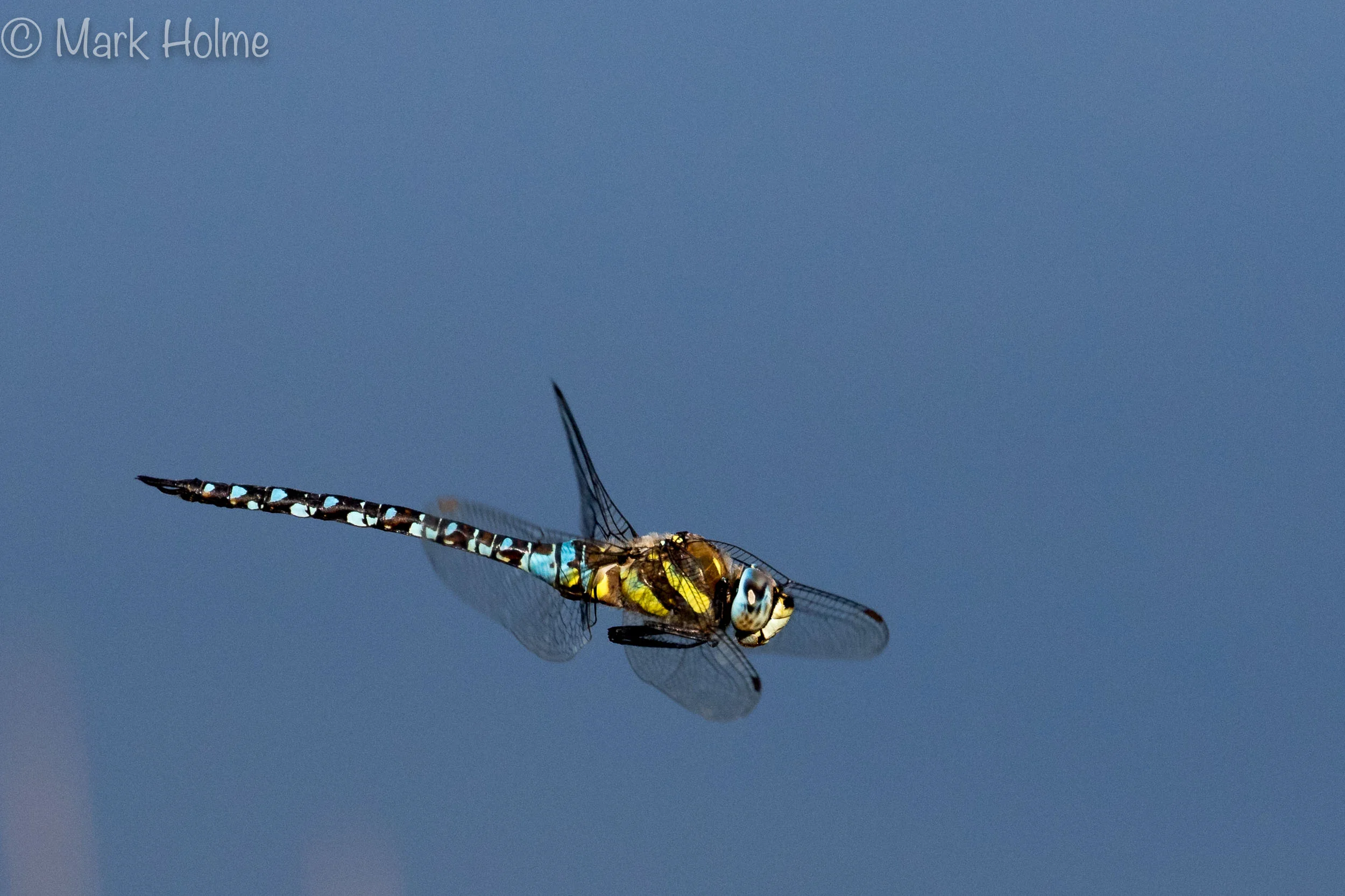 Dragonfly2 3 Squarespace-9470.jpg