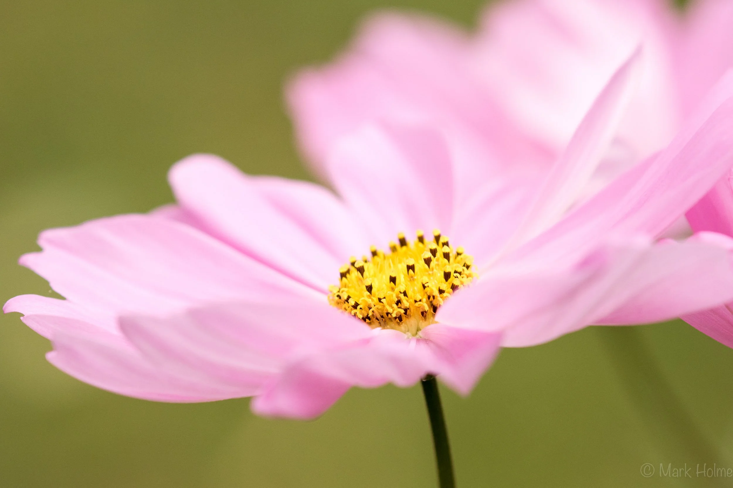 SP Cosmos-0123.jpg