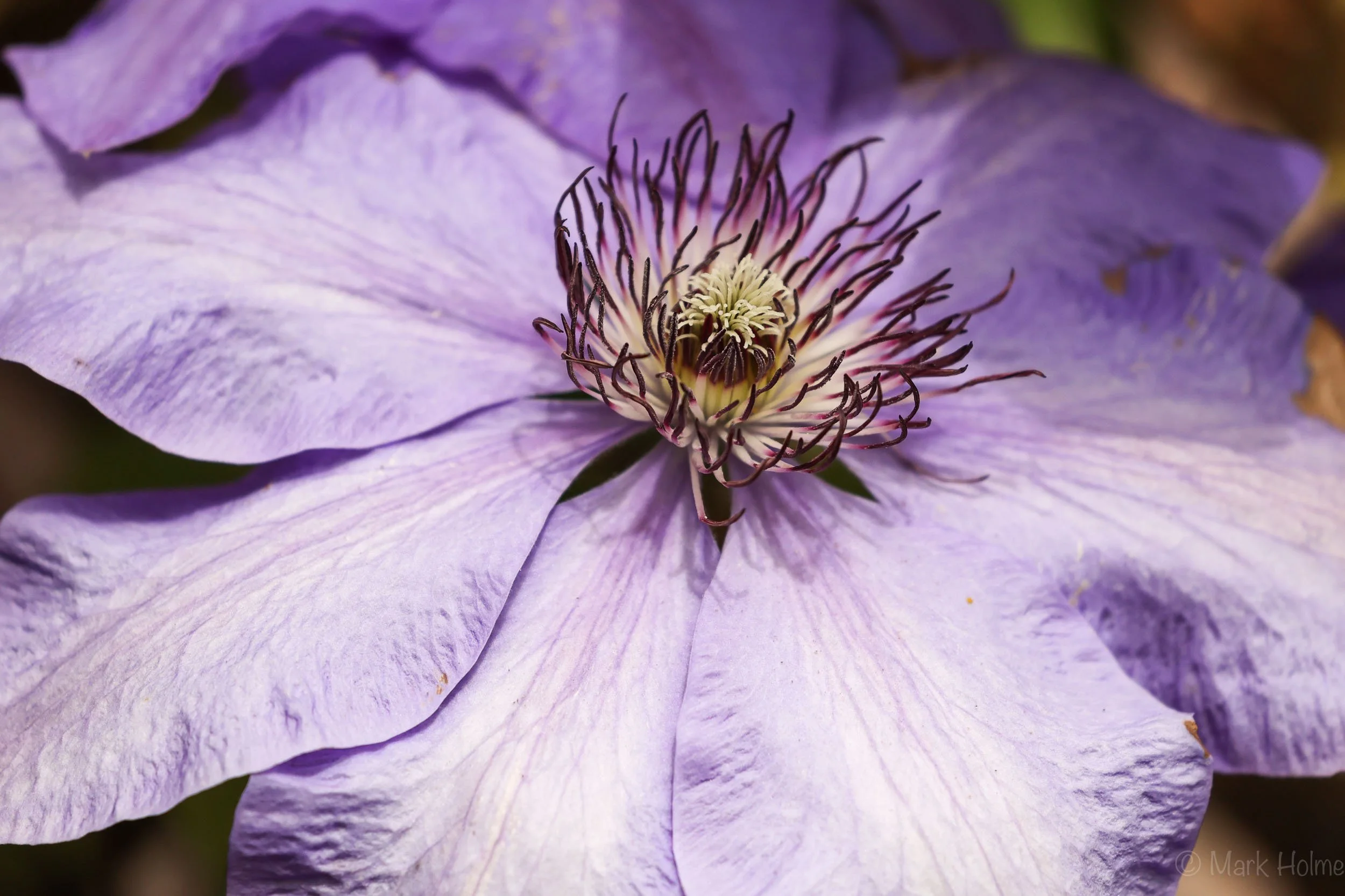 SP Cosmos-2034.jpg