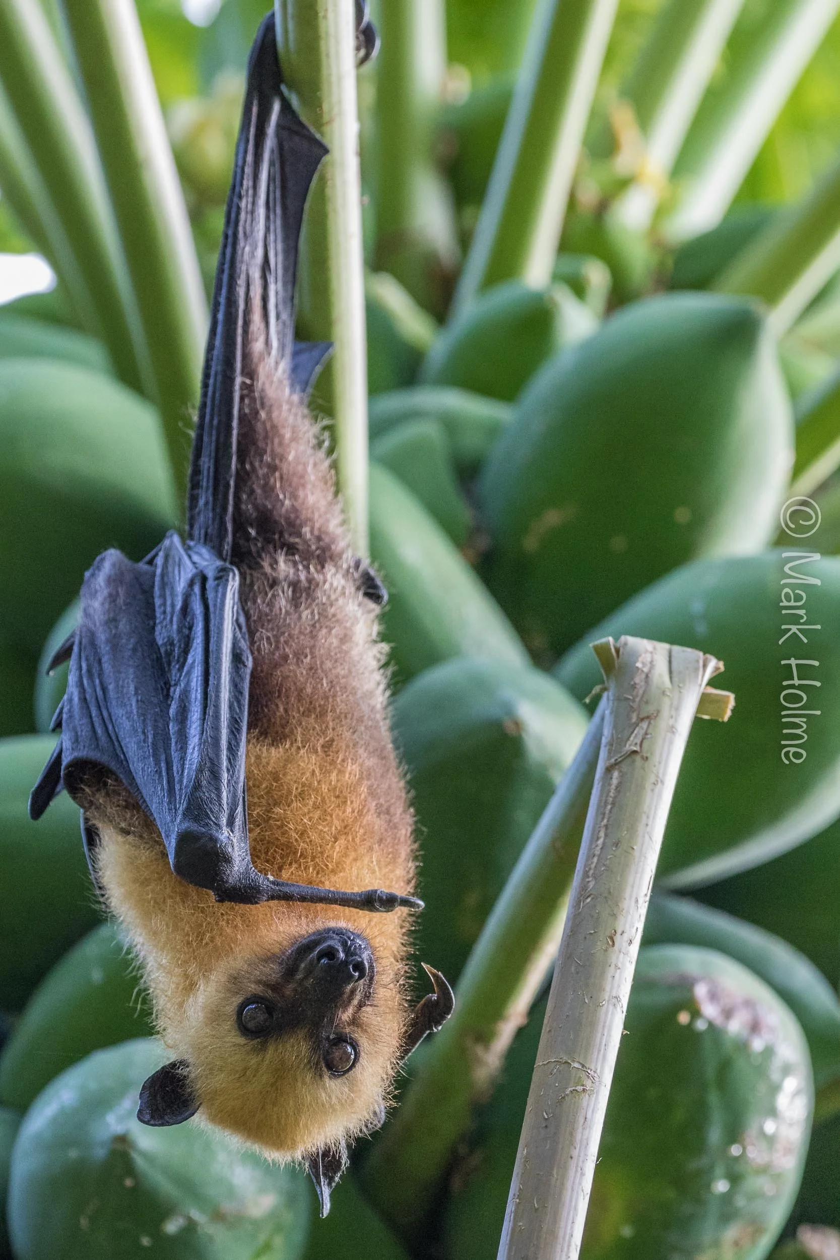 Fruit Bat2 3 Squarespace-8626.jpg