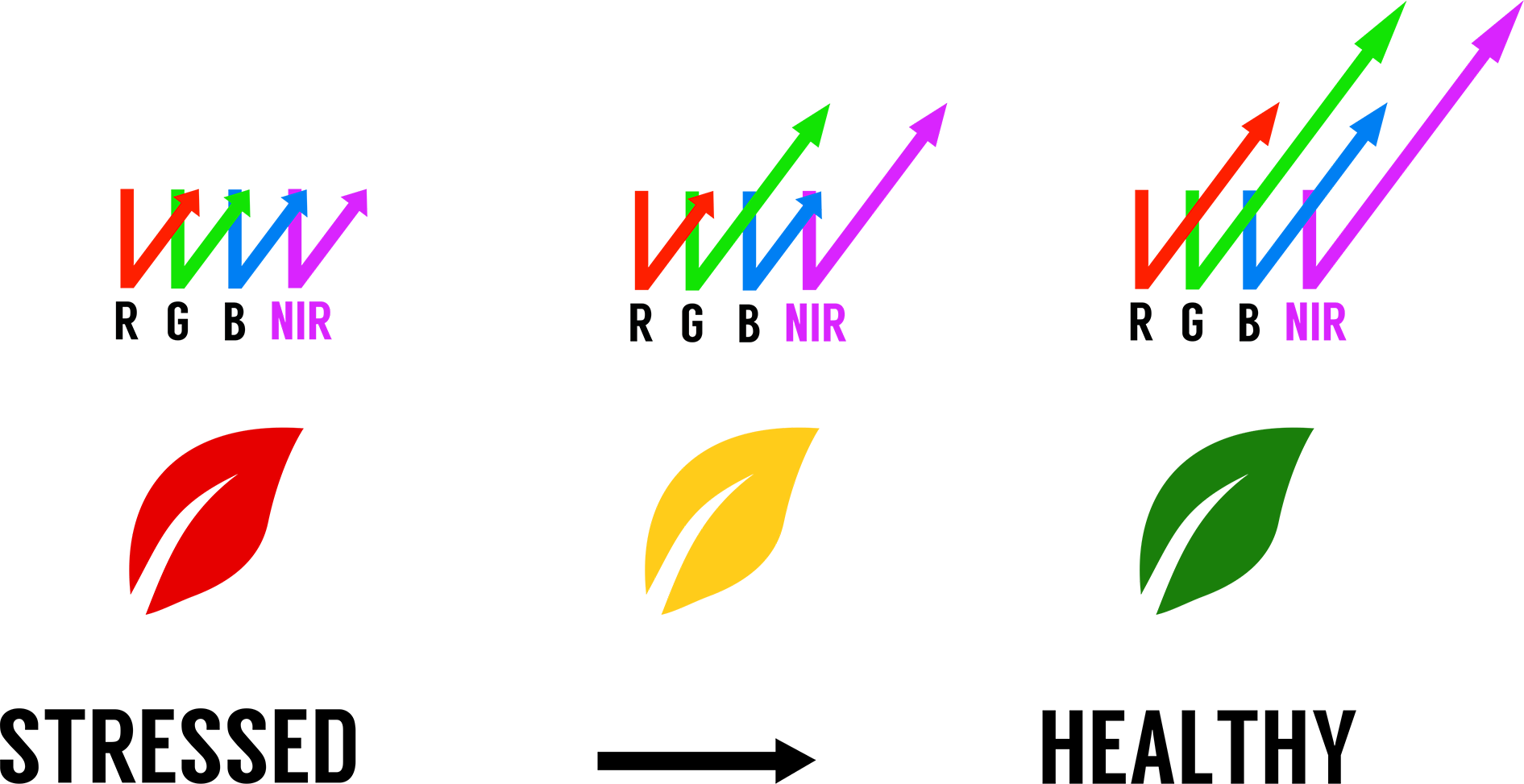 Healthy plants reflect more NEAR INFRARED LIGHT.
