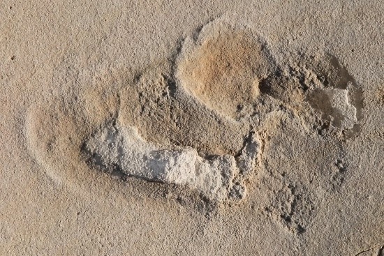 The newly discovered footprints in Trachilos