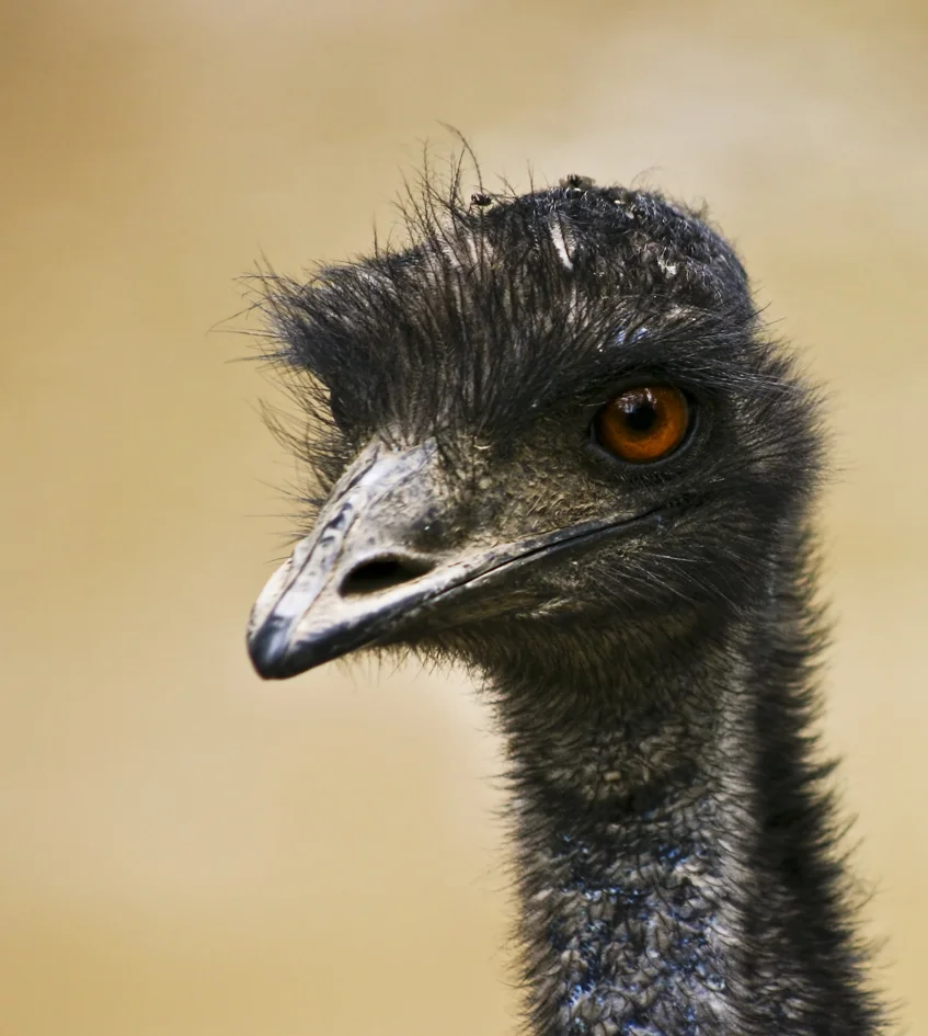 THE GREAT EMU WAR 85 years ago, a new threat emerged for the Australian government – the emu. Throughout the state of Western Australia, a scourge of these pests tore down fences, trampled crops and caused chaos in agricultural communities. The threat of this destructive wildlife caused some to describe the conflict between man and emu as all-out war.After World War I... By Chris Hall
