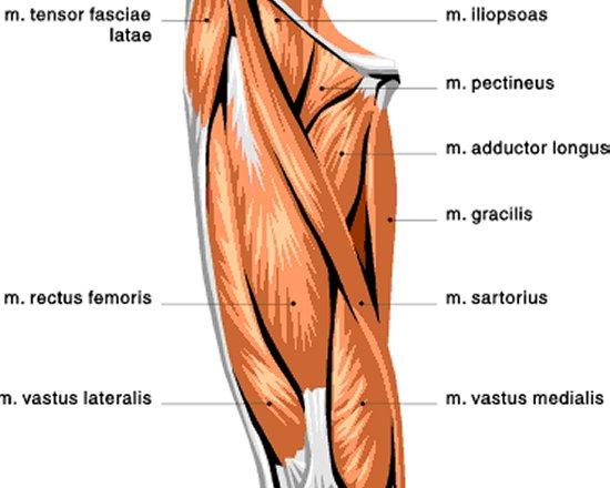 Leg cover pic.png