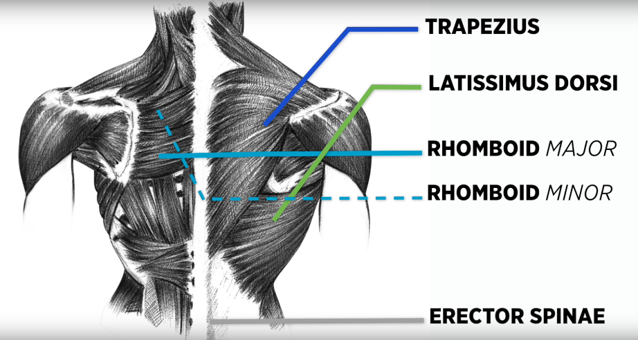 BIOMECHANICS APPLIED TO BACK TRAINING The back consists of 4 main muscles, the most prevalent being the Latissimus Dorsi (Lats) which contribute to back width and is used for Shoulder Adduction and Extension , the Trapezius (Traps) contributes to back thickness, these are used for Scapular elevation... By Arjun Patel