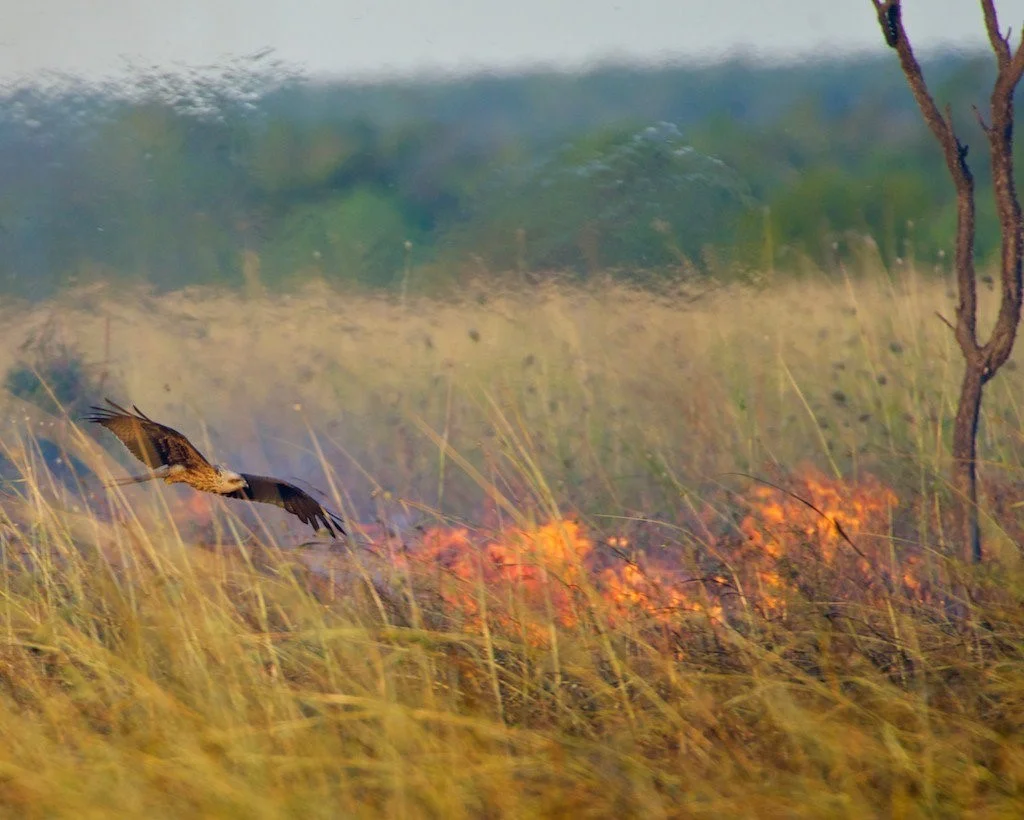 ARE BIRDS ABLE TO USE FIRE? It is highly suspected that birds of prey in the Australian Bush are deliberately starting fires to capture the fleeing animals. There are no animals other than humans that are recorded to have deliberately started a fire. However surprising it may sound to have birds as the 'third force'... By Shai Kuganesan