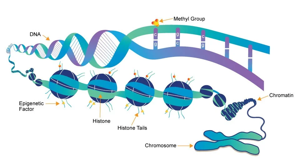 The structure of a Chromatin