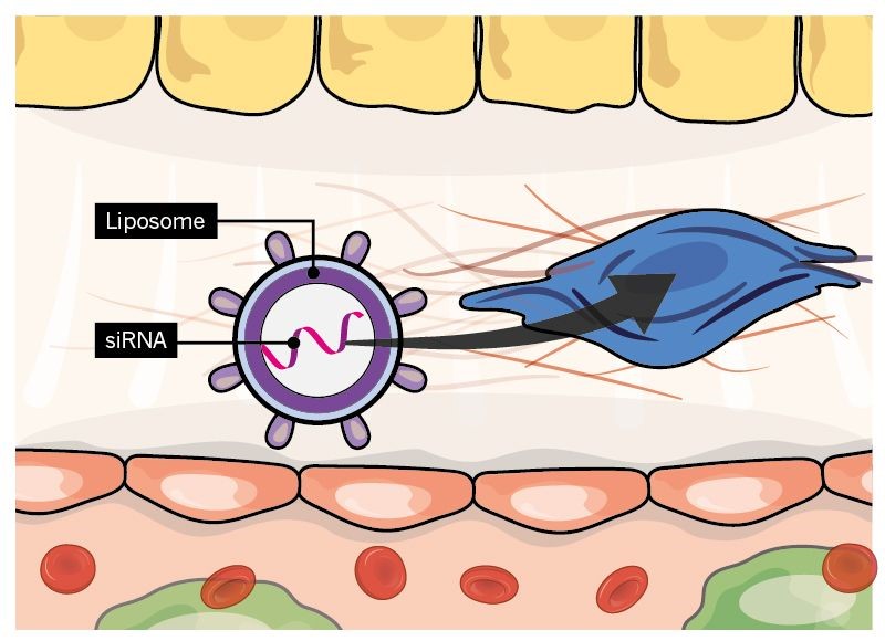 Targeting the formation of the fibre mesh