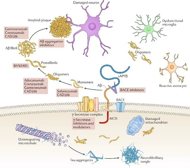 STEM CELLS ALZHEIMER'S ISSUE 10 — SCOPE