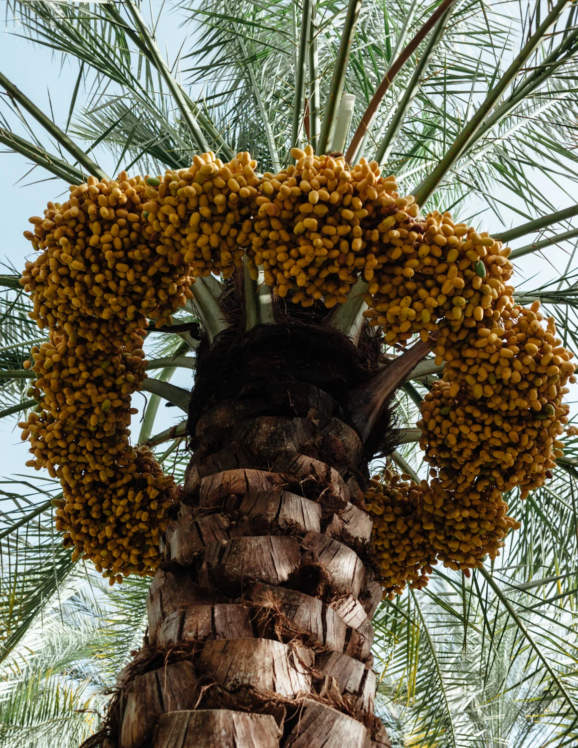 ijfkeridgley-oman-dates-web-25.jpg
