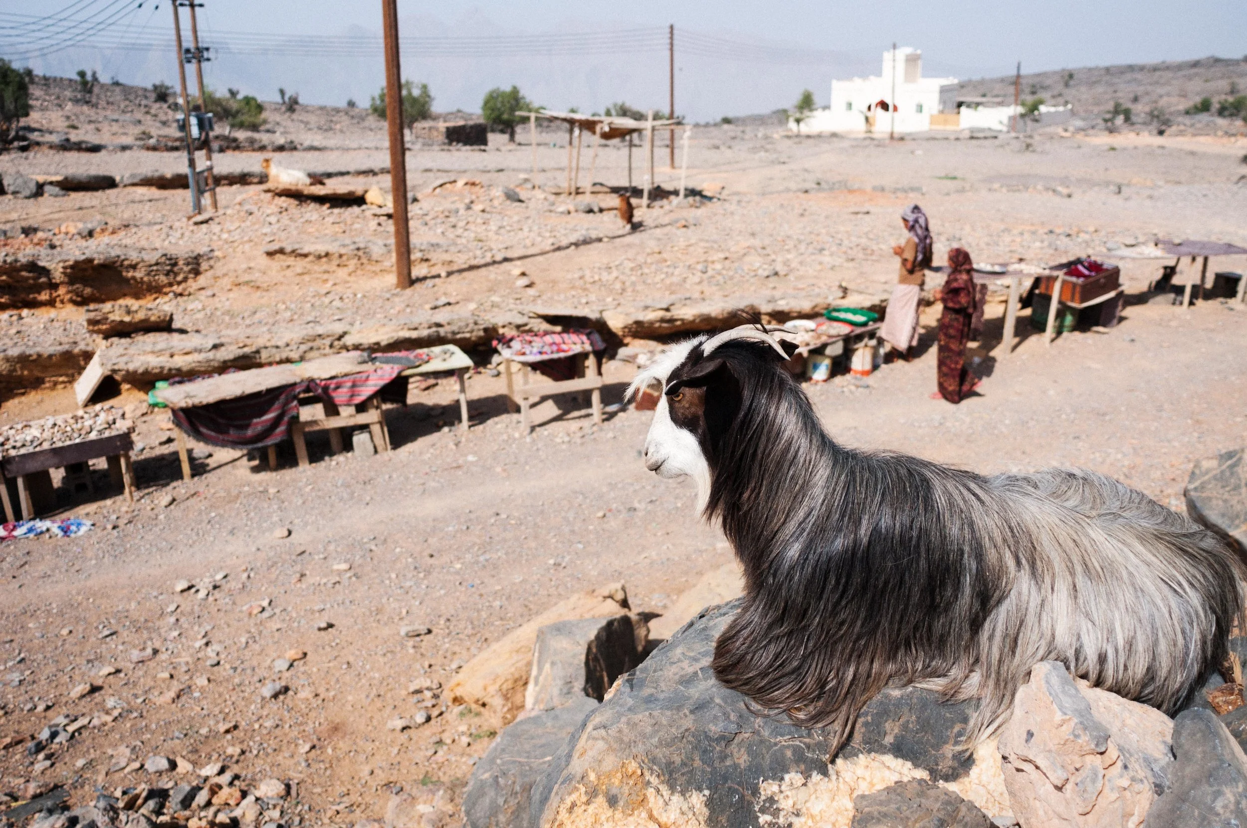 ridgley_ijfke_StokeLab_Oman_web-20.jpg