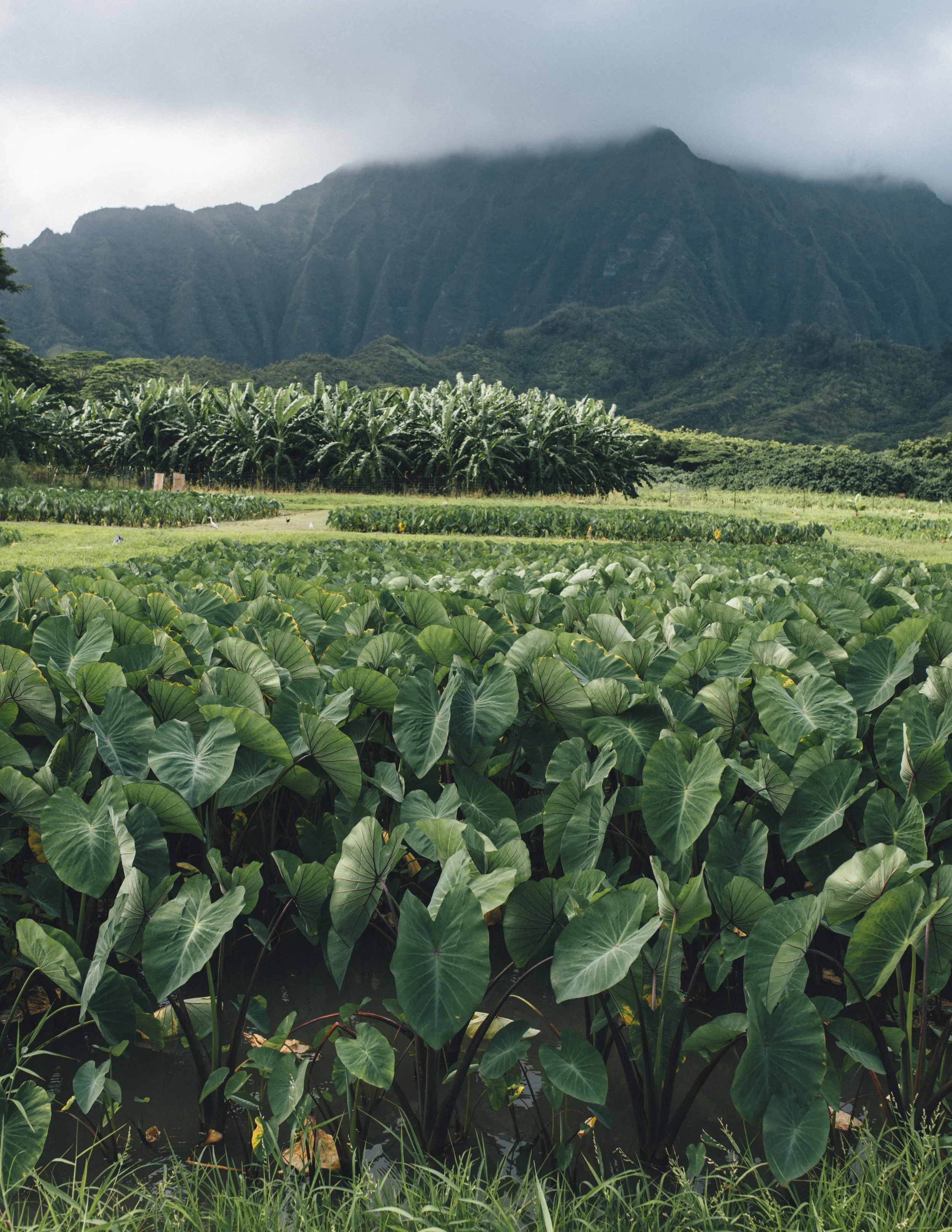 oahu-kaneohe-ijfkeridgley.jpg
