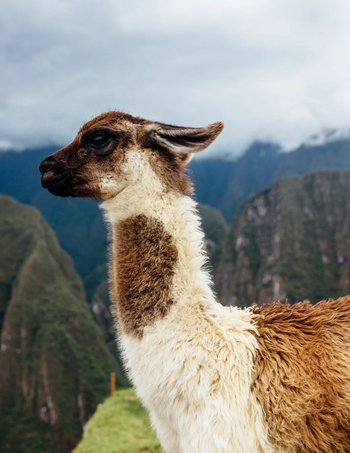 ijfkeridgley-peru-macchupicchu-web-47.jpg