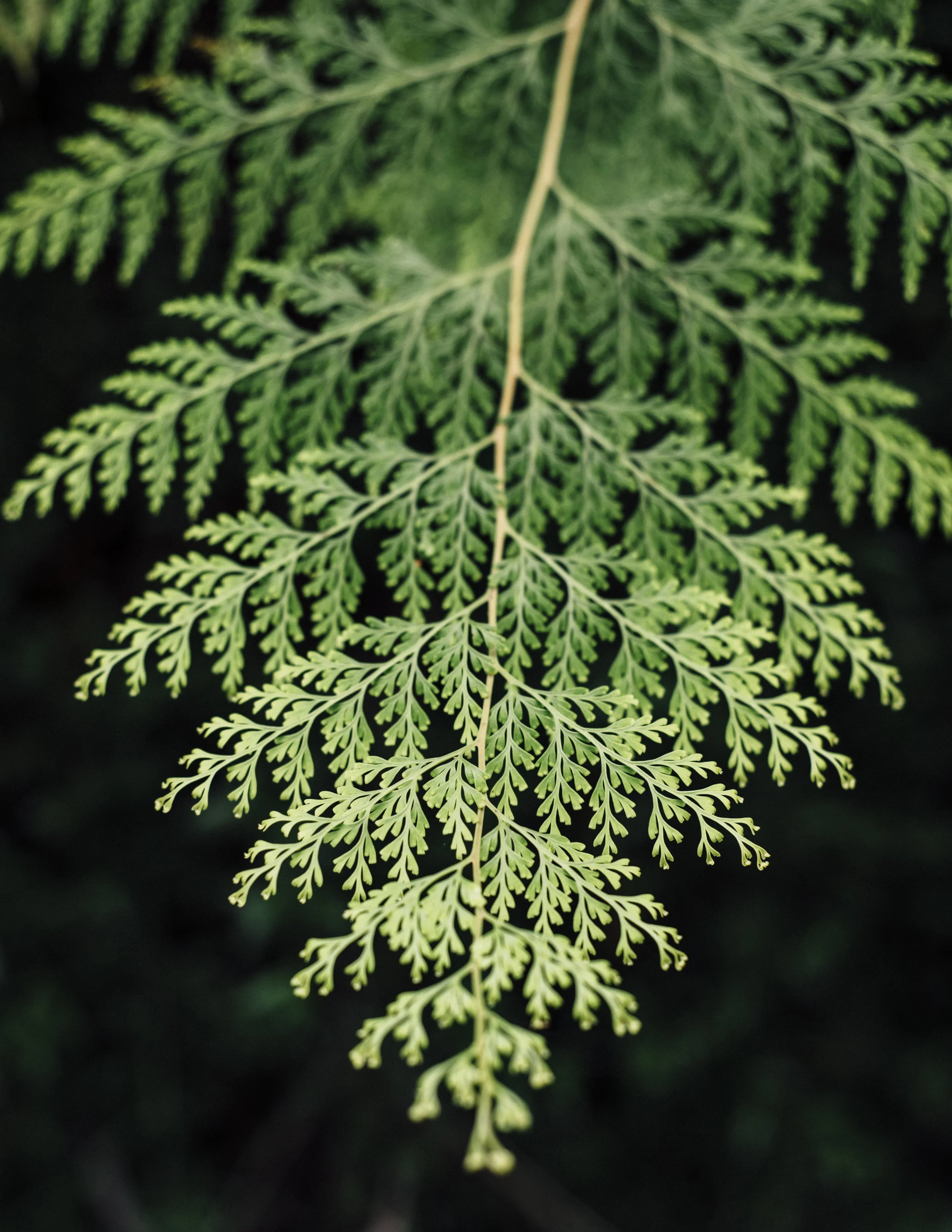 kauai-northshore-ijfkeridgley-print-flora-4.jpg