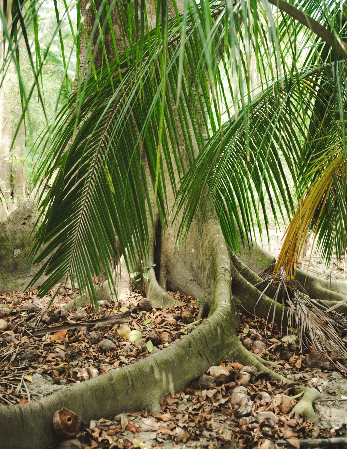 Colombia-ParqueTyrona-March22-118-ijfkeridgley-web.jpg