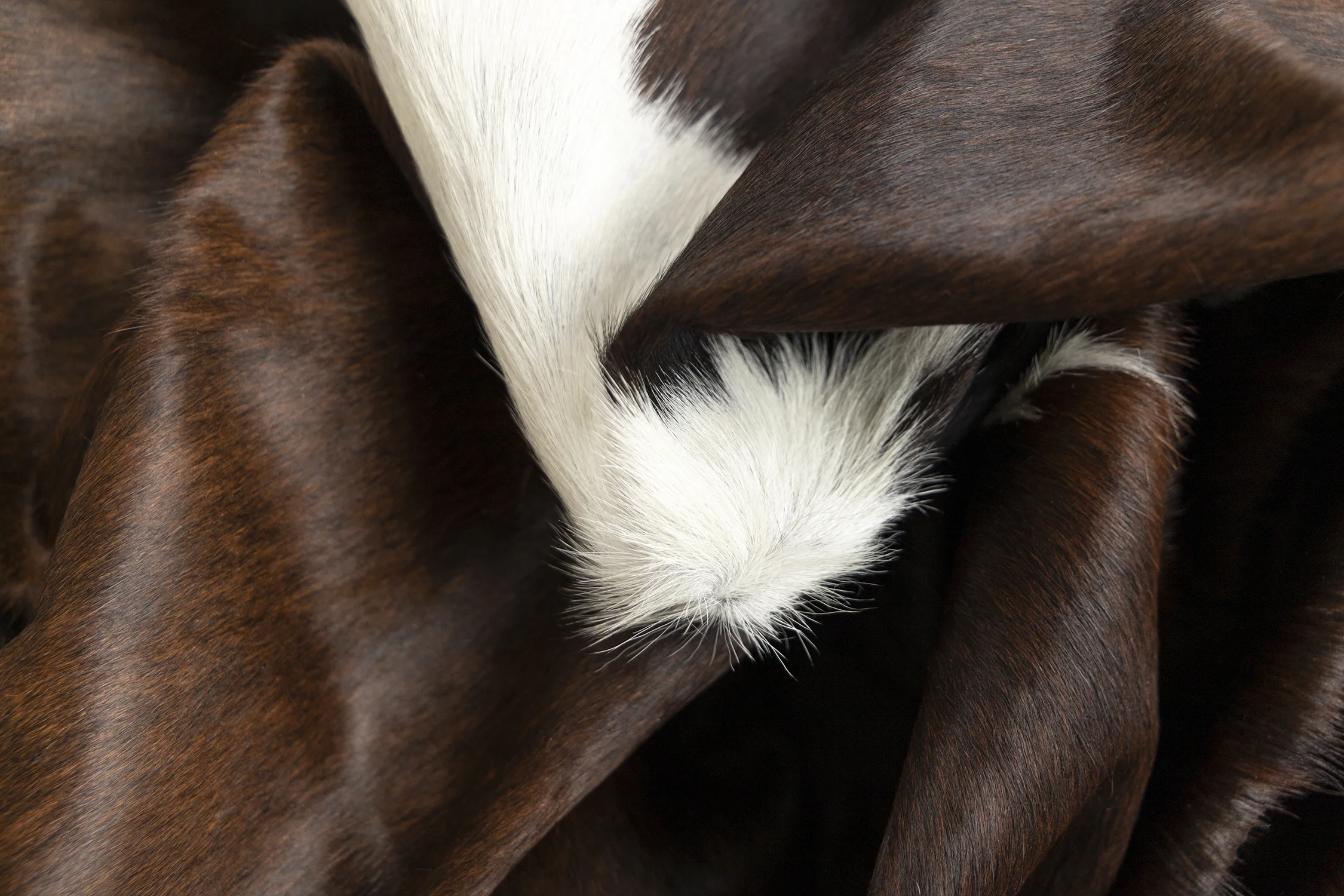 Detail_SMALL.jpg