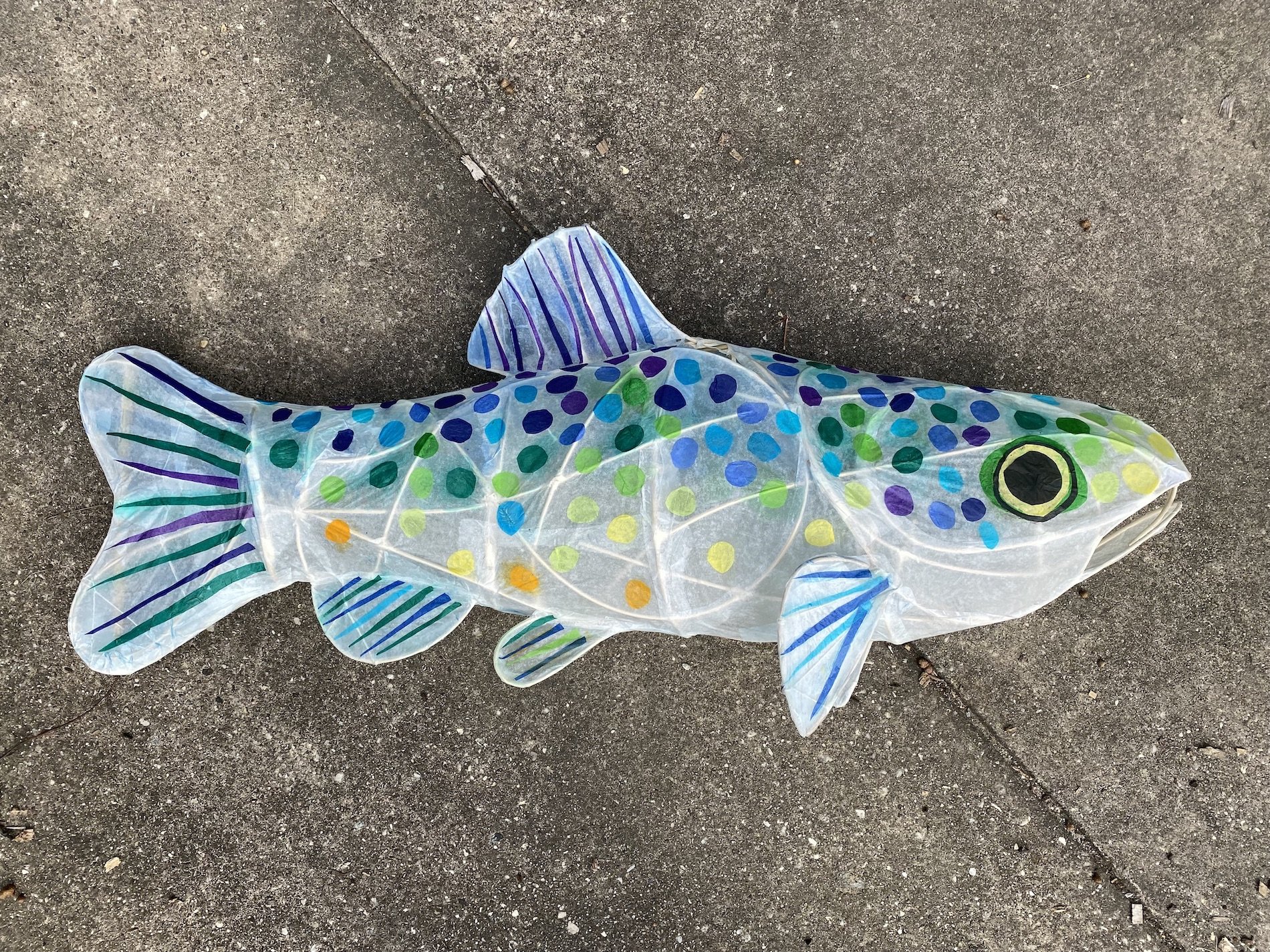 Populoh_RainbowTrout_Lantern_2023.jpeg