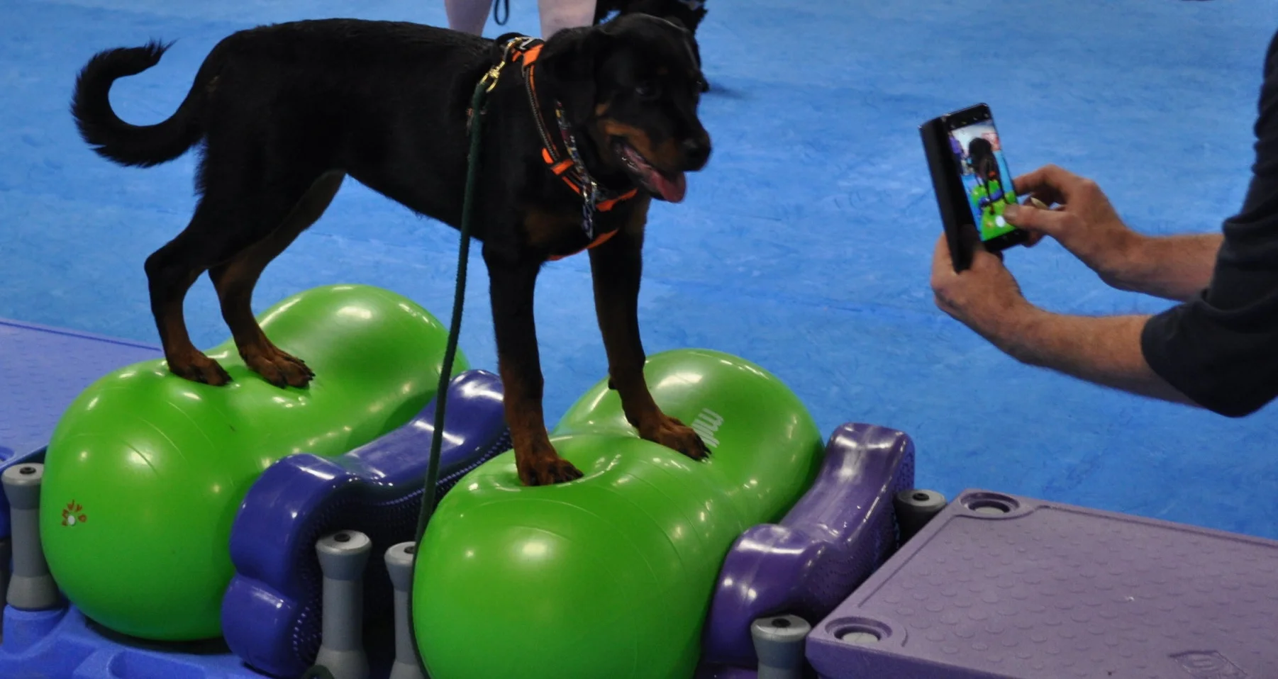 Canine FitPaws and Agility