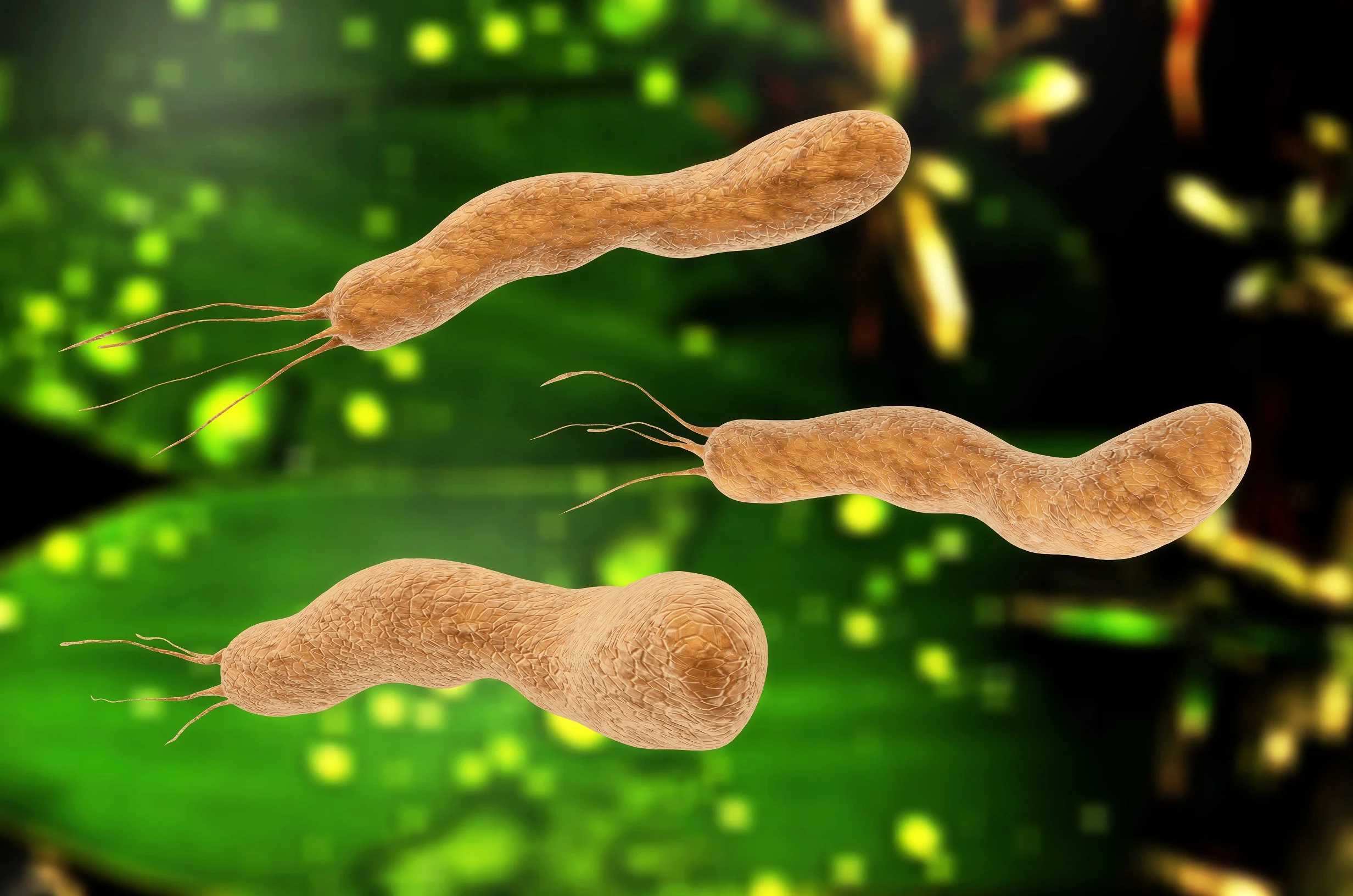 H-pylori.jpg