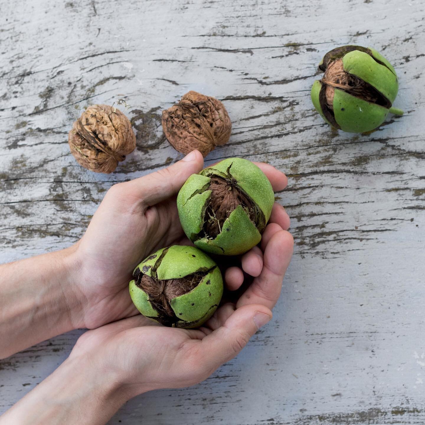 Do you love nuts? But have gut problems with them? Read at the *LINK IN BIO* to understand how mycotoxins can be contributing and what you can do about it. Delicious, easy recipes are included! #nuttyfornuts #nutsandguthealth #mycotoxins #guthealth #