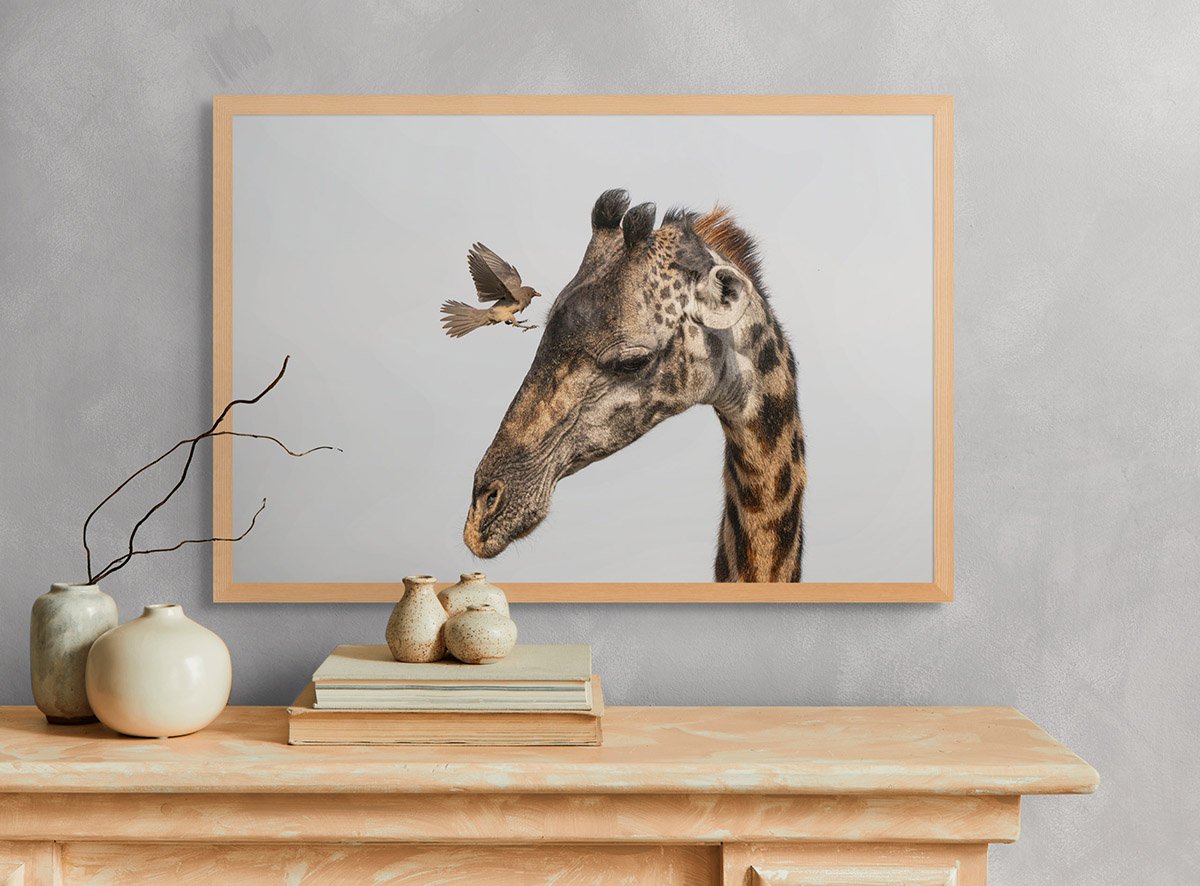 giraffe and the ox pecker.jpg