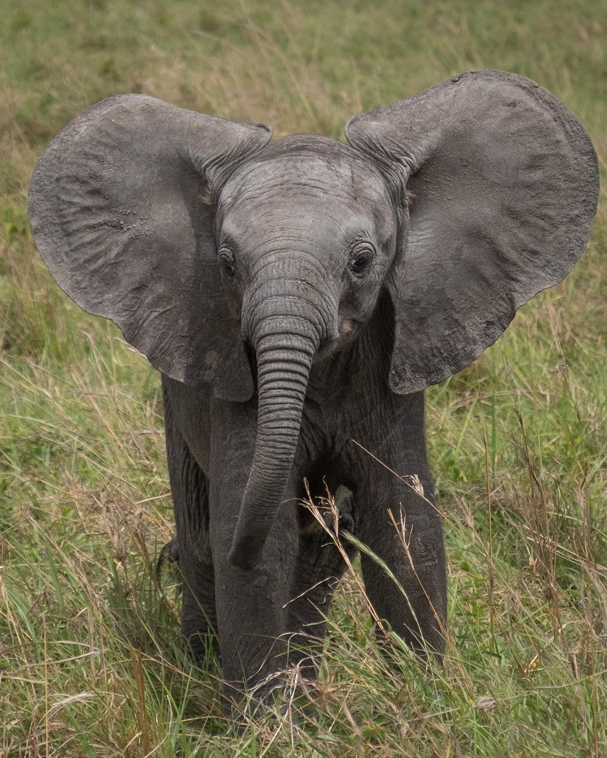 Cuteness Alert – Baby Elephant Antics — Kathy Karn Photography