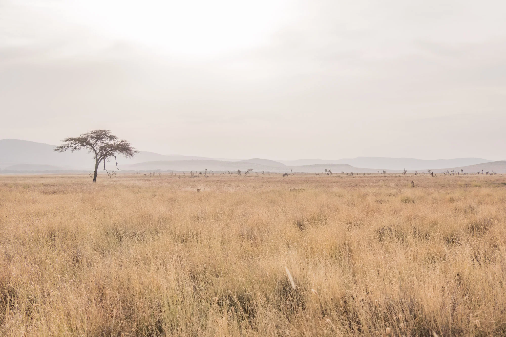 lions-hidden-lewa-kenya-01-05-2018