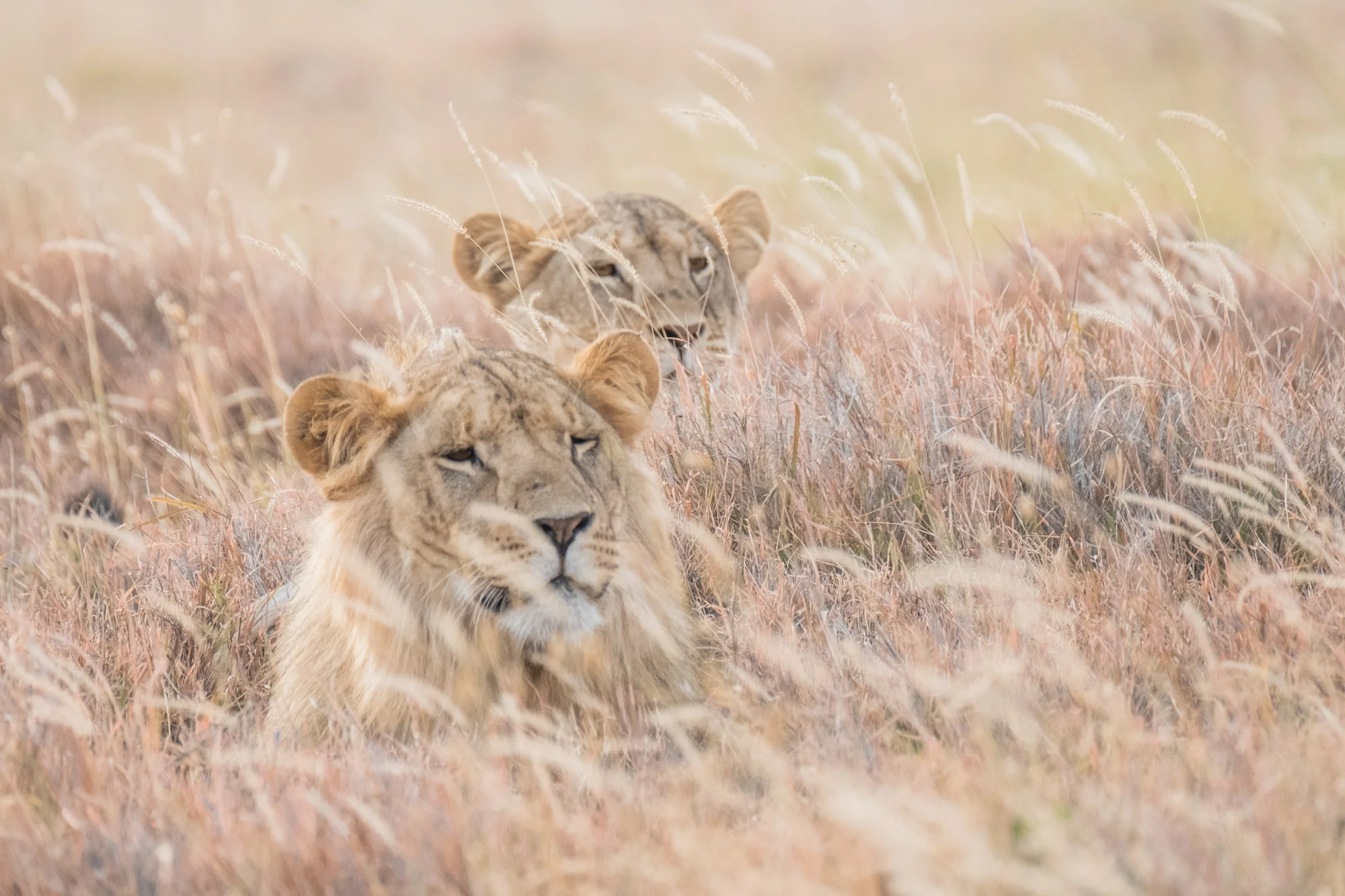 lions-in-grass-lewa-kenya-2018-01005