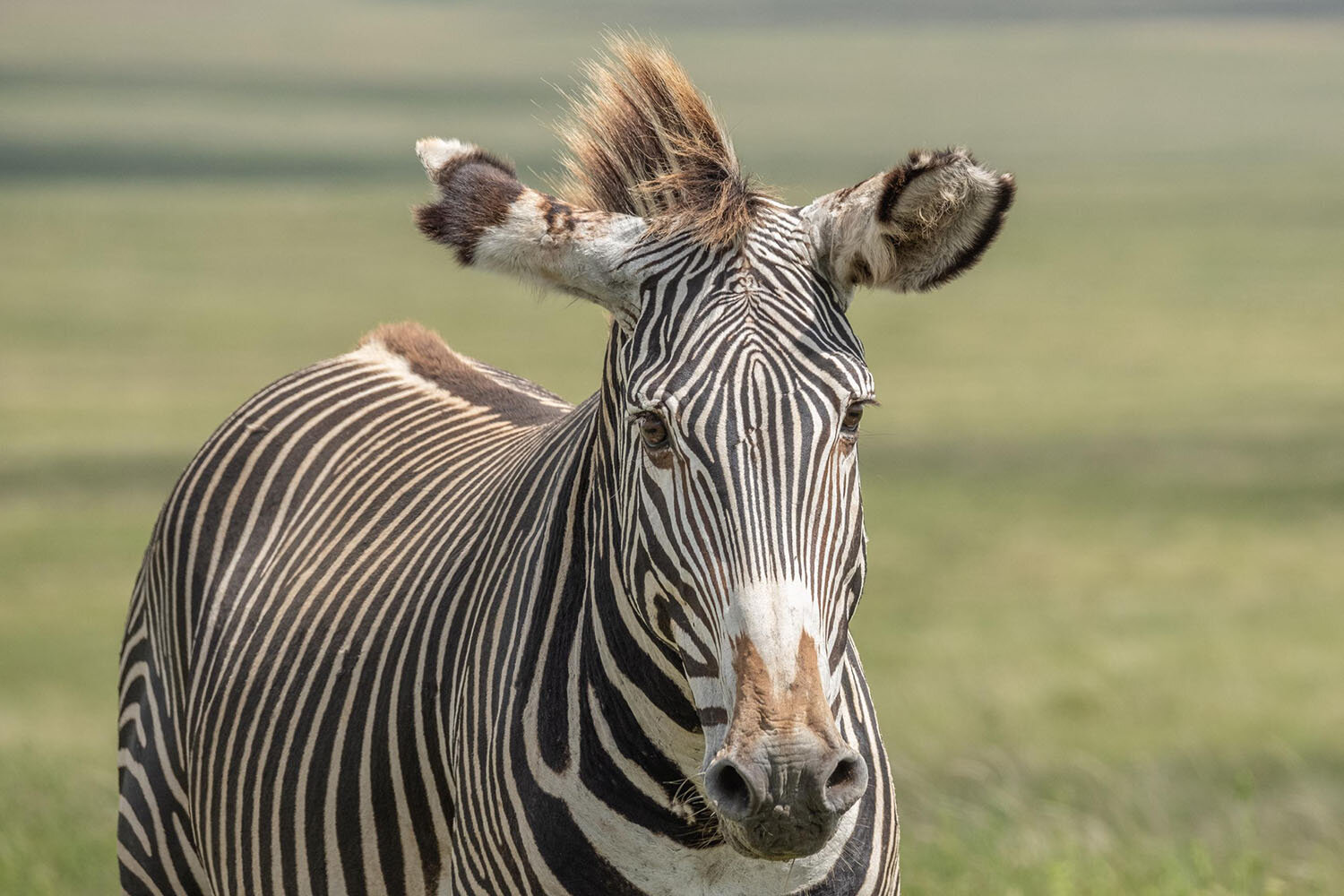 Zebras – Black and White or White and Black? — Kathy Karn Photography