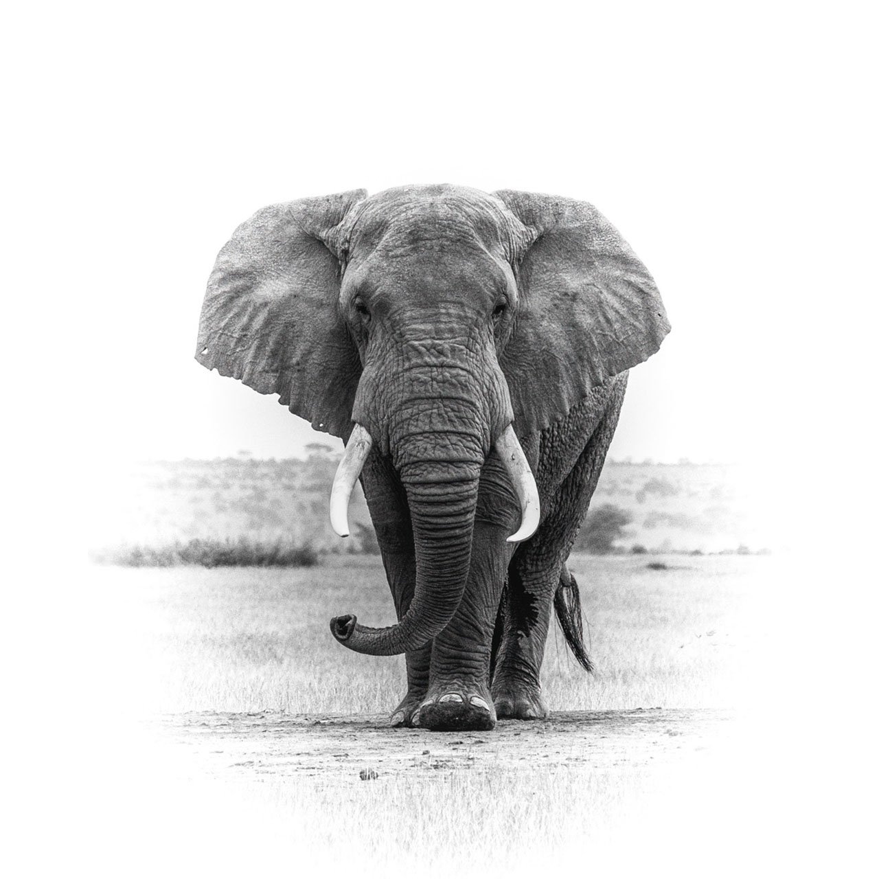 Amboseli Bull Elephant