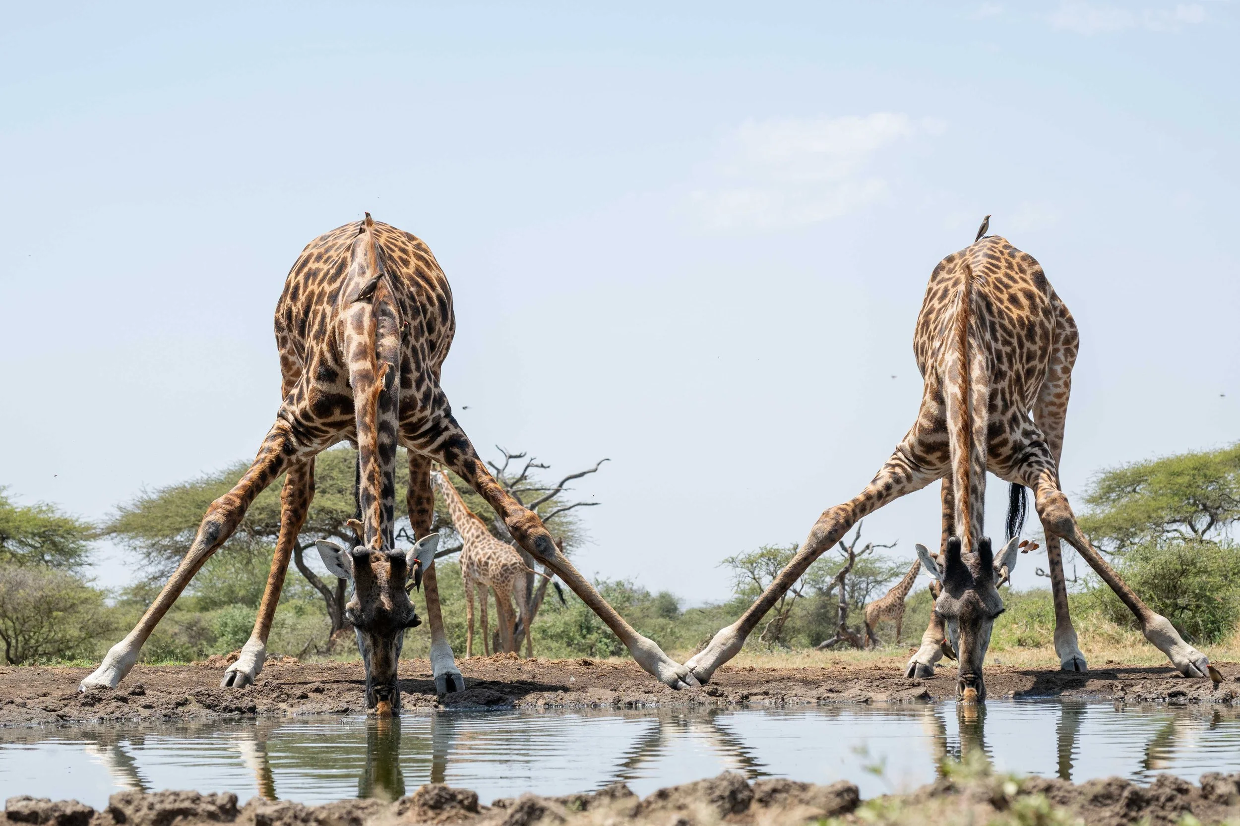 Two Giraffes went into a Bar ….&nbsp;