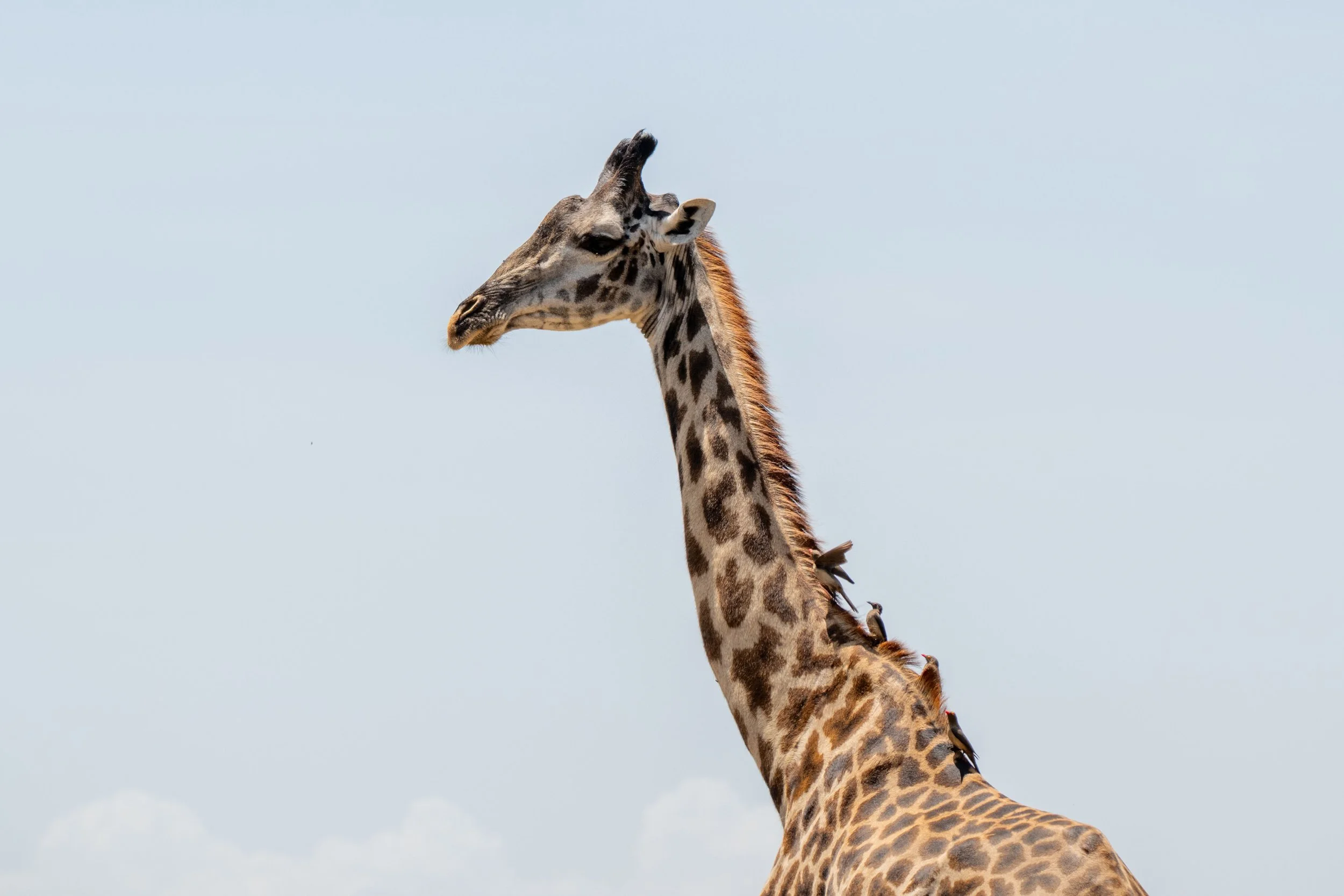 All Creatures Big and Small&nbsp;