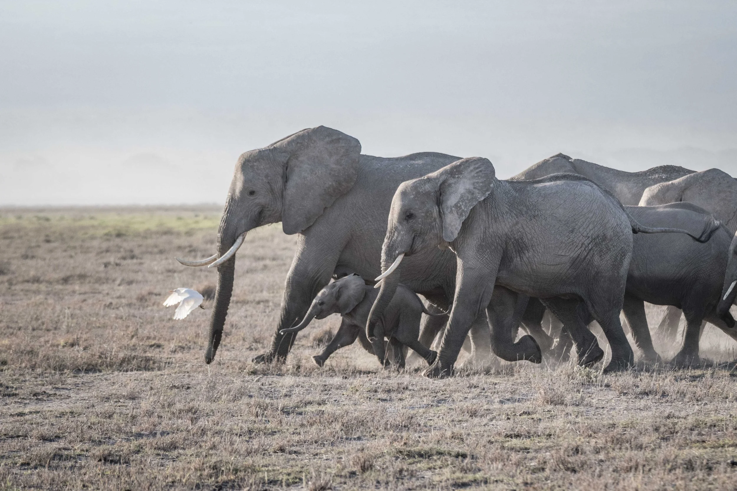 Tiny Tales of Courage