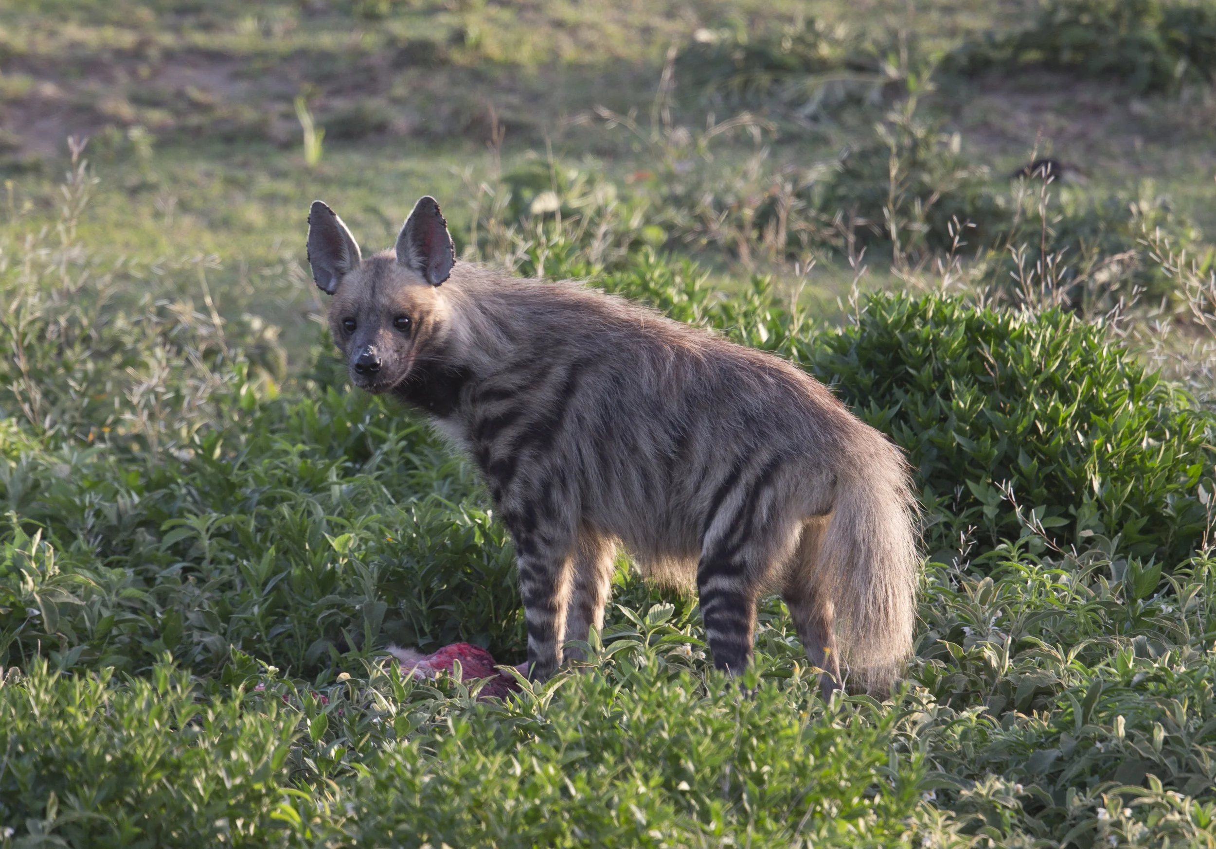 Wildlife Encounters: at home and abroad