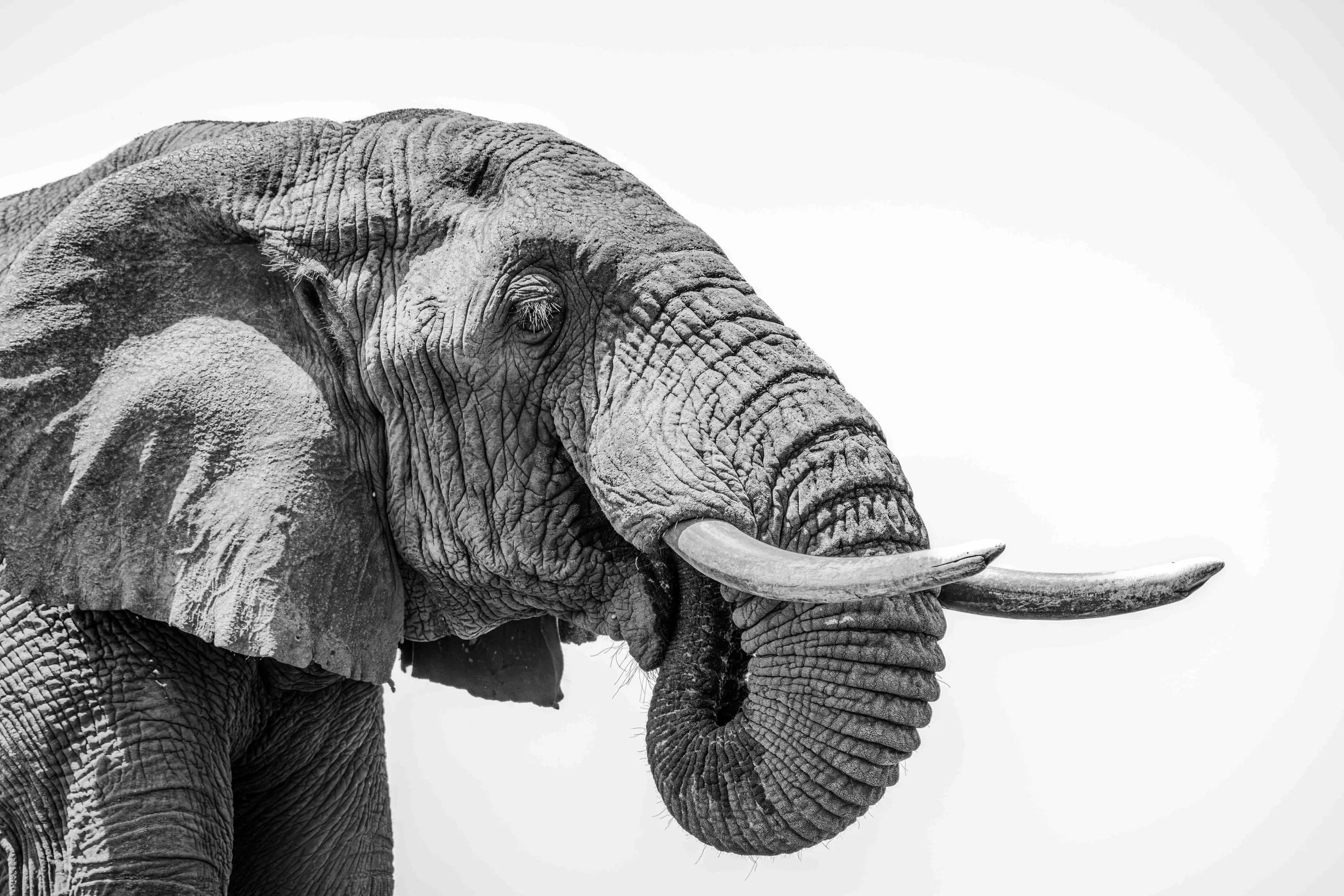 Five-Legged Elephants