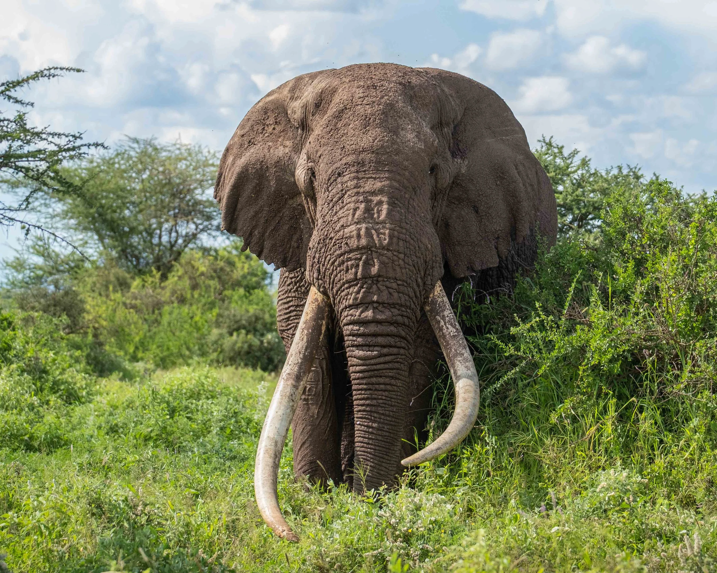 Elephants Can Listen with Their Feet!