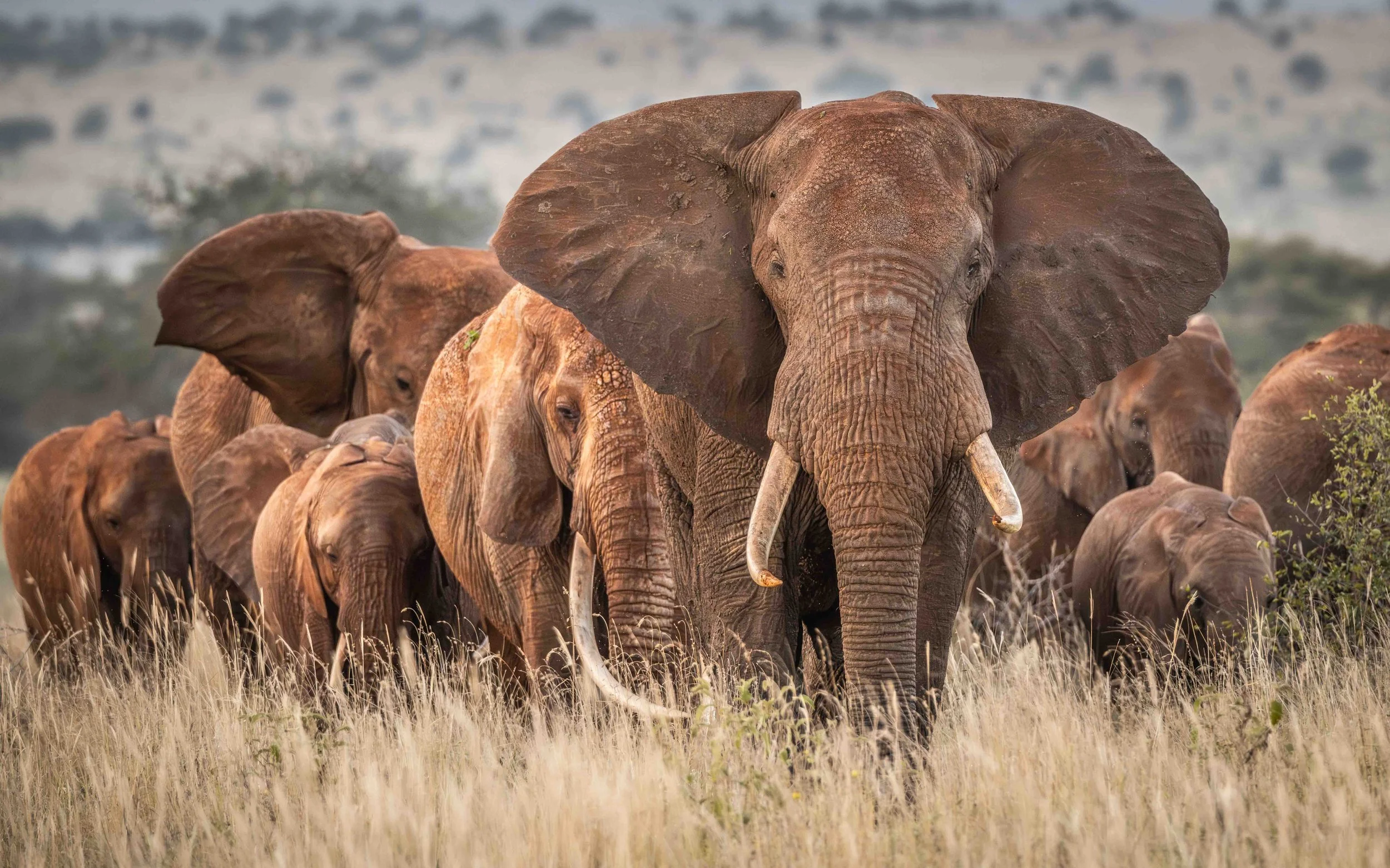 The Red Elephants of Tsavo