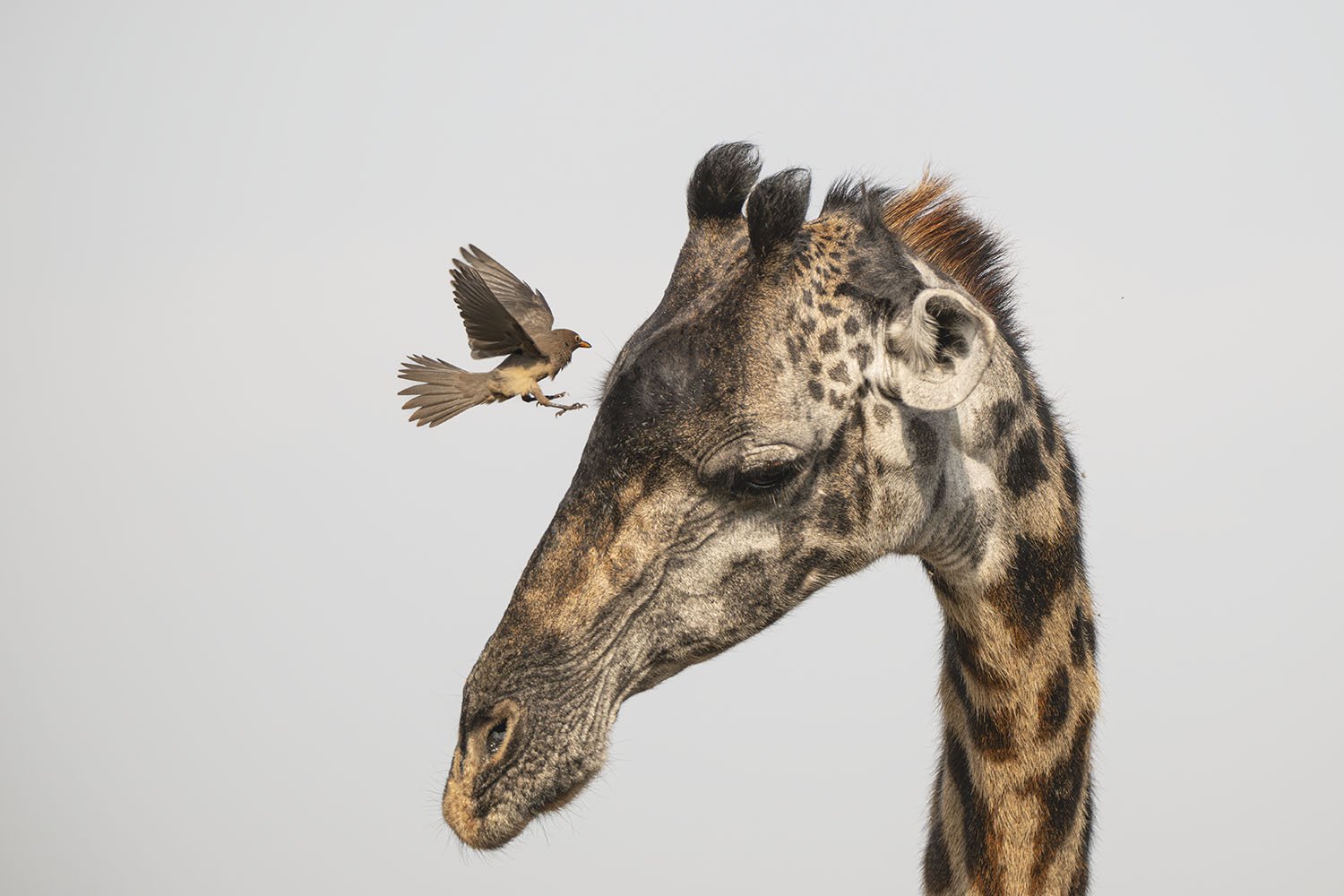 Giraffe and the Ox Pecker website.jpg