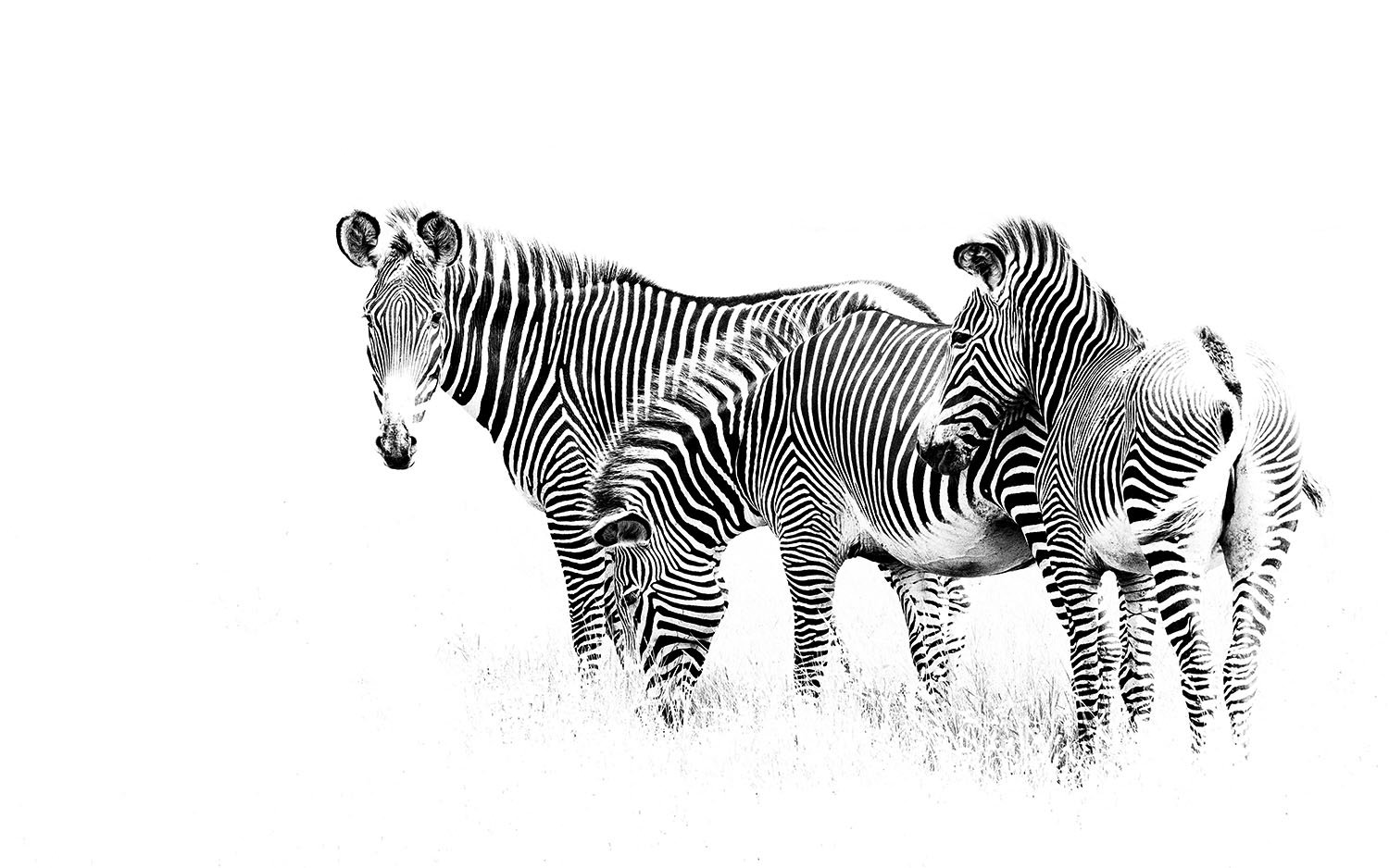 Grevy Zebra website.jpg