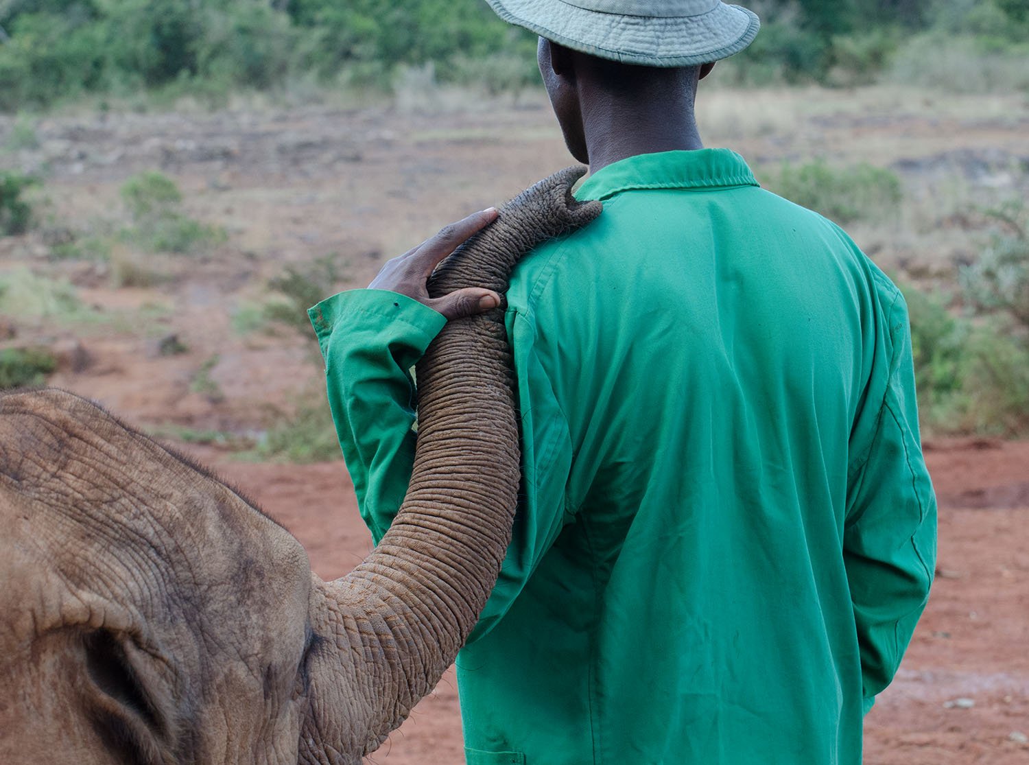 For the Love of Elephants website.jpg