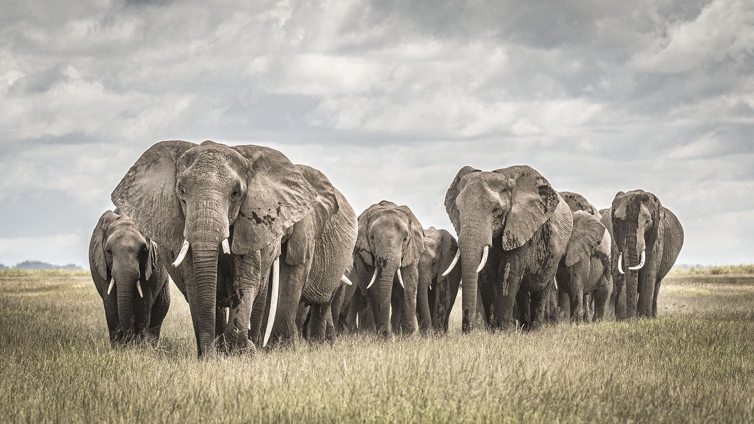 Amboseli Clan website.jpg