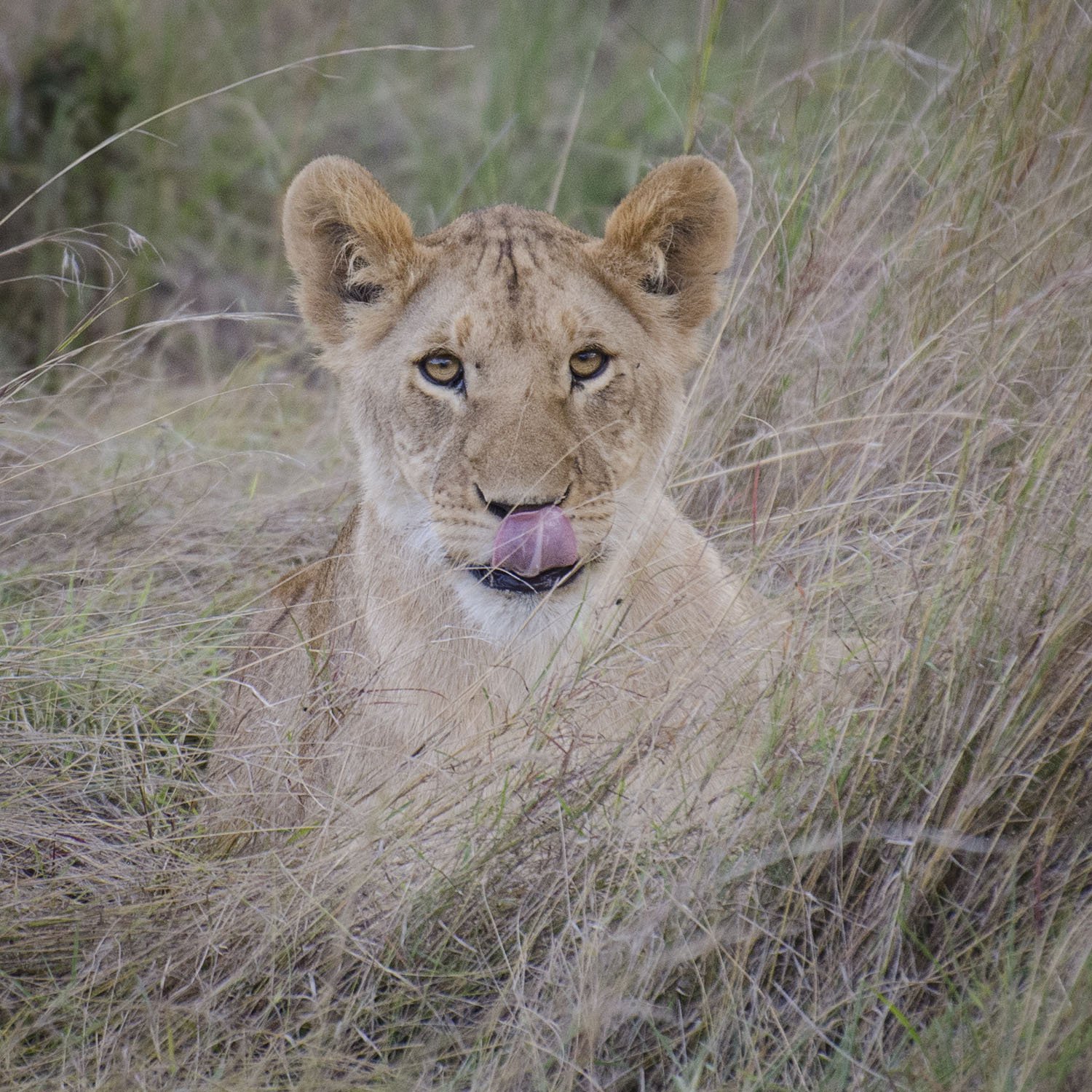 Lion lick website.jpg