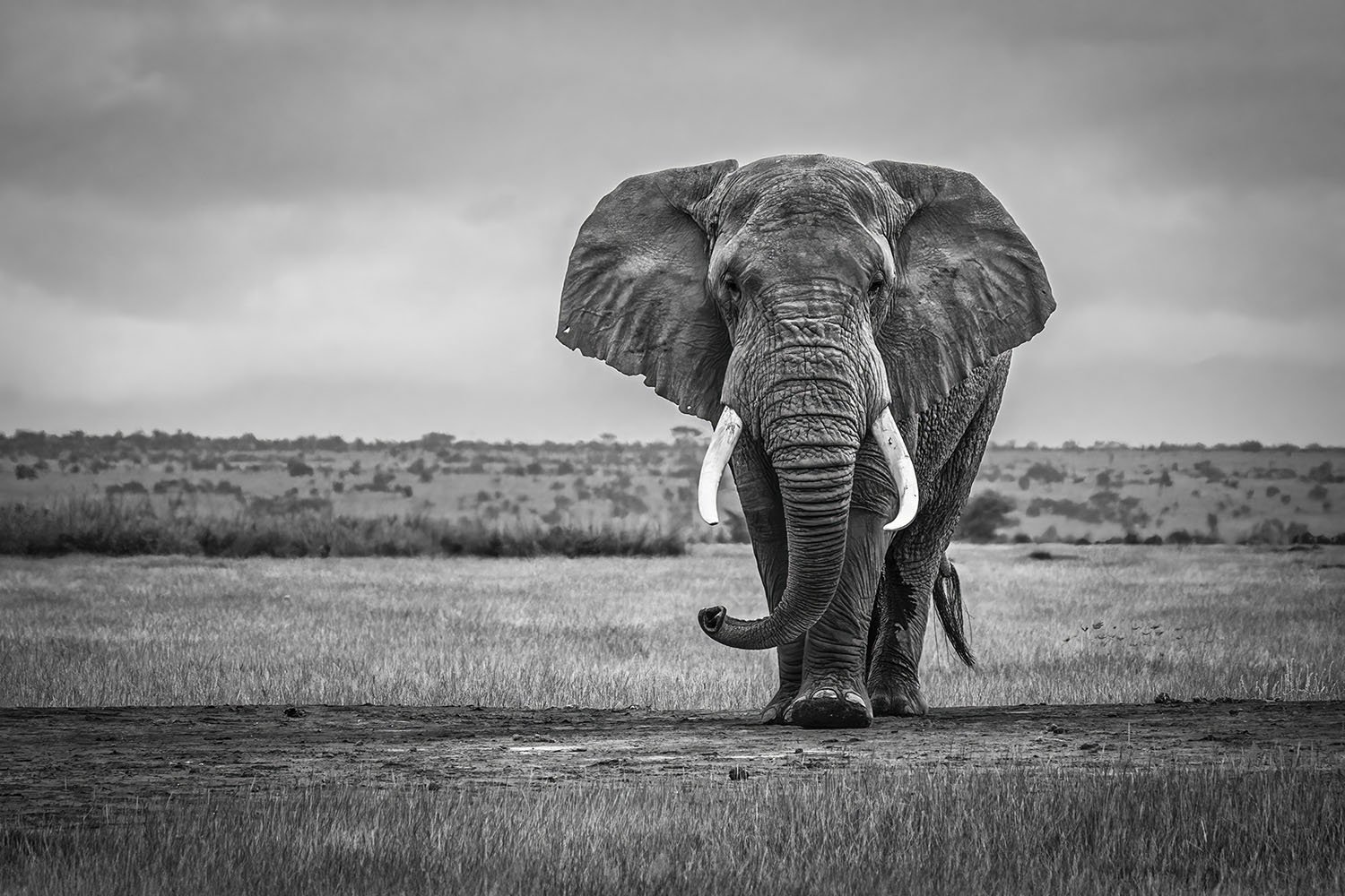 Bull Elephant website.jpg