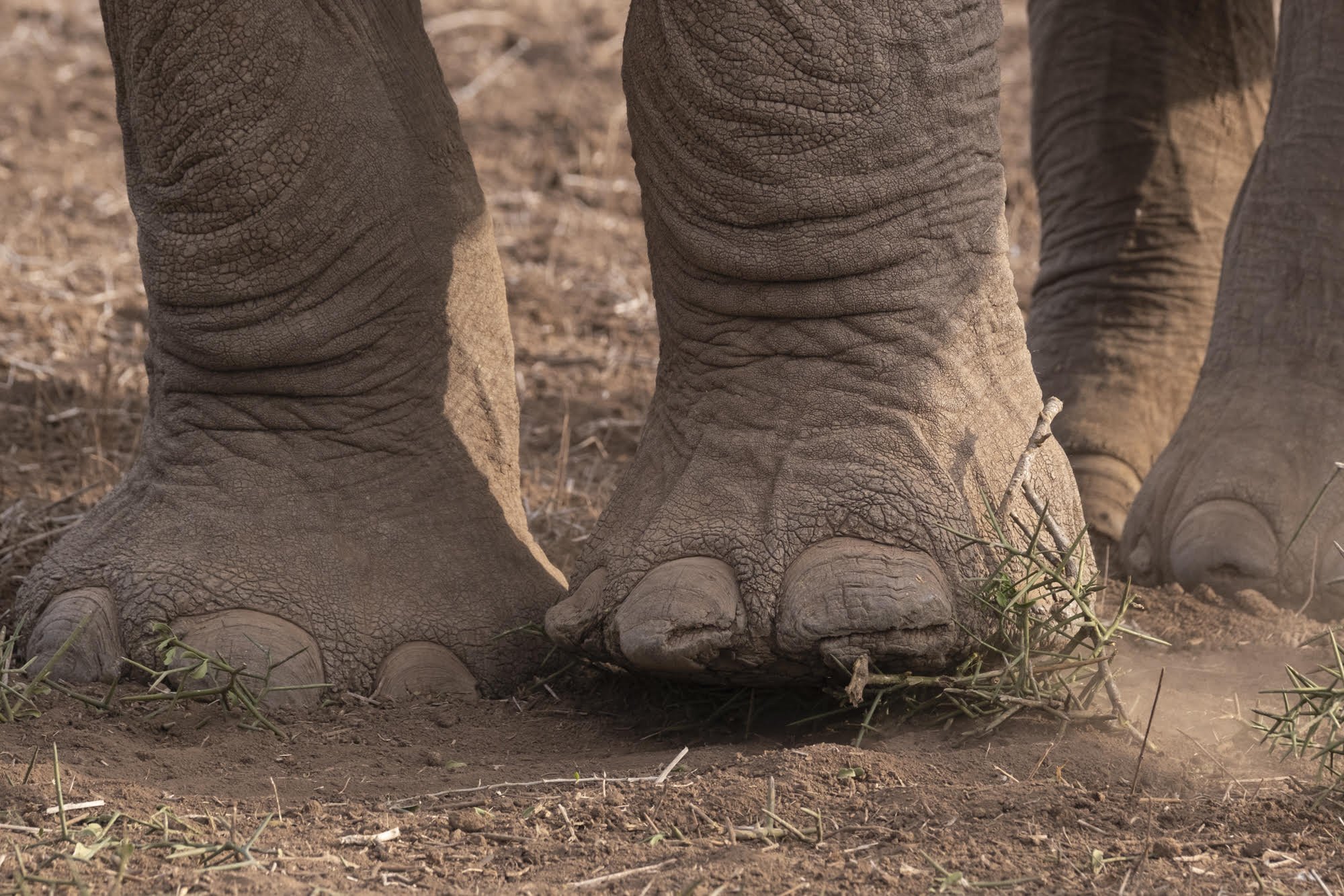 When Thorns and Twigs are on the Menu – a Lesson in Elephant Ingenuity ...