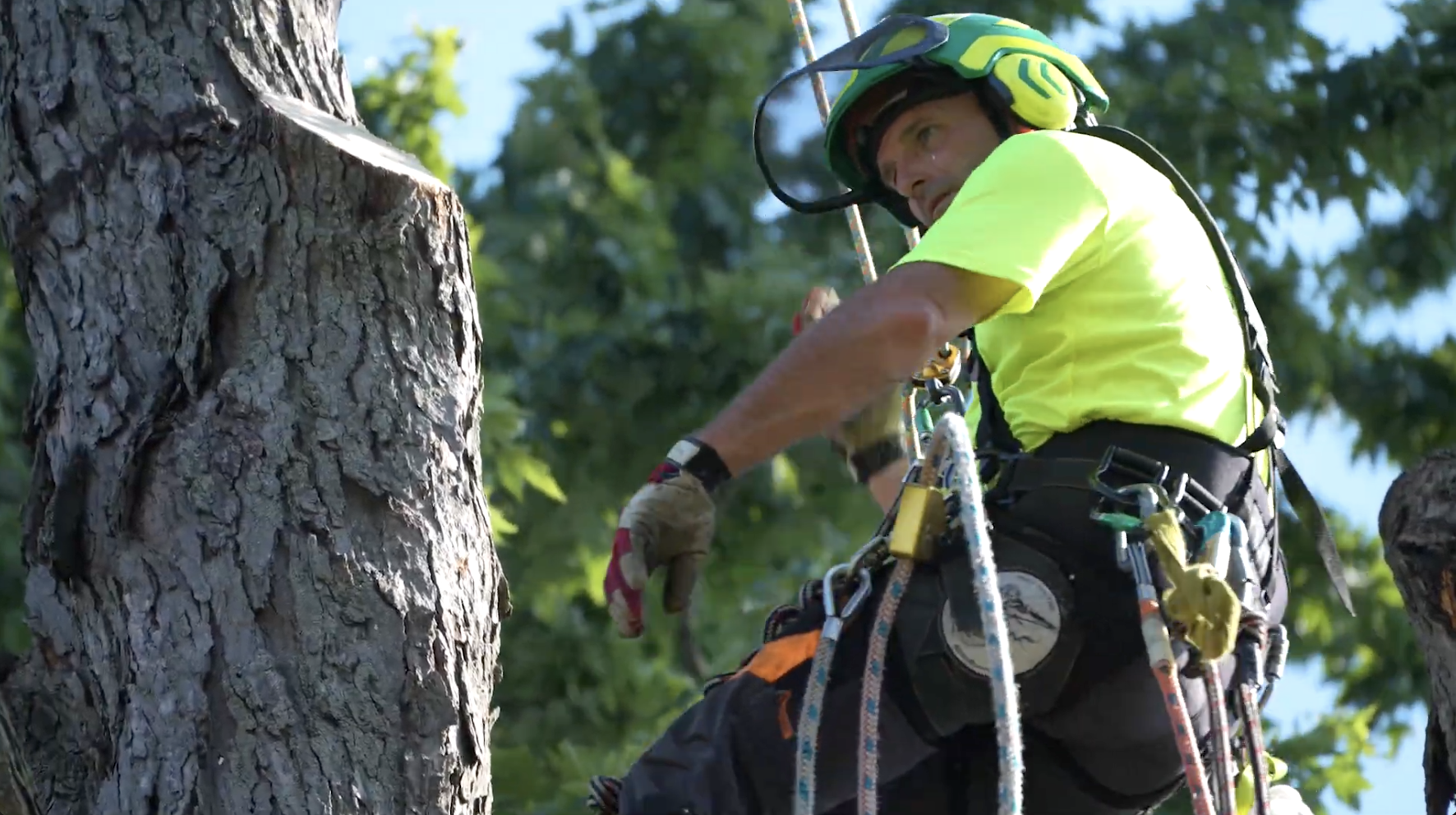 Arquette Tree Service