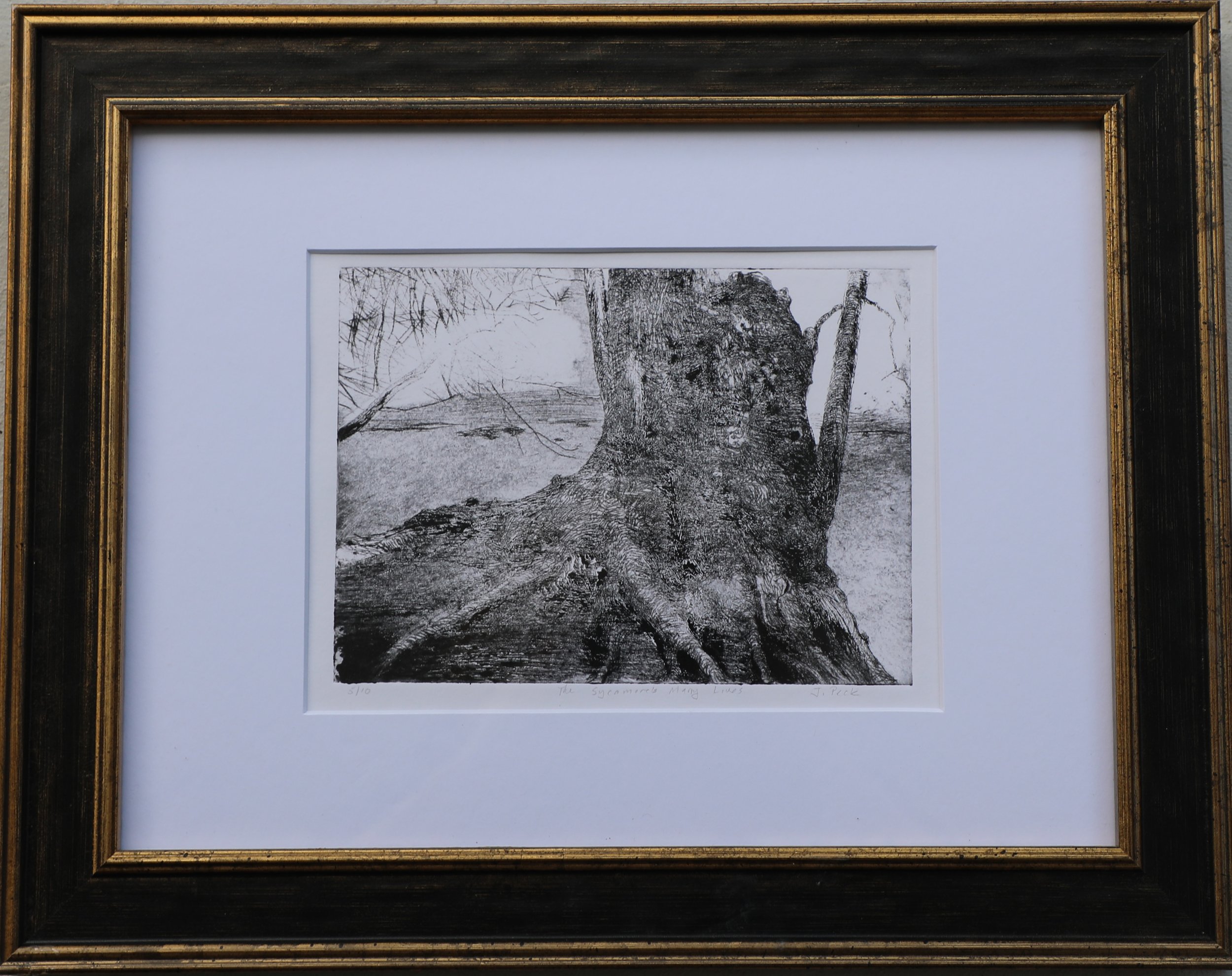 The Sycamore's Many lives (Available)