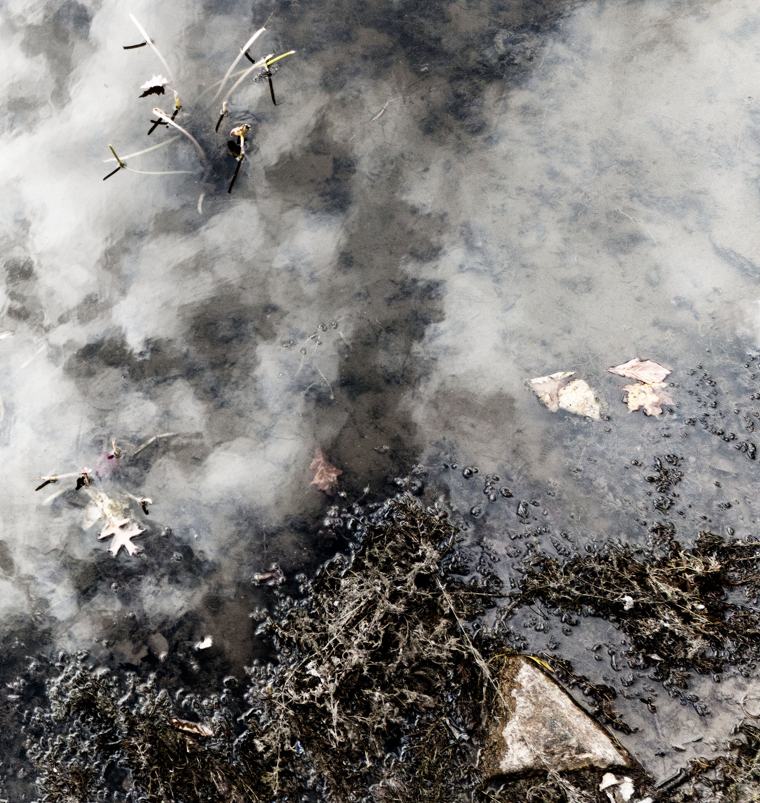 Submit ethereal pond fpr print copy.jpg