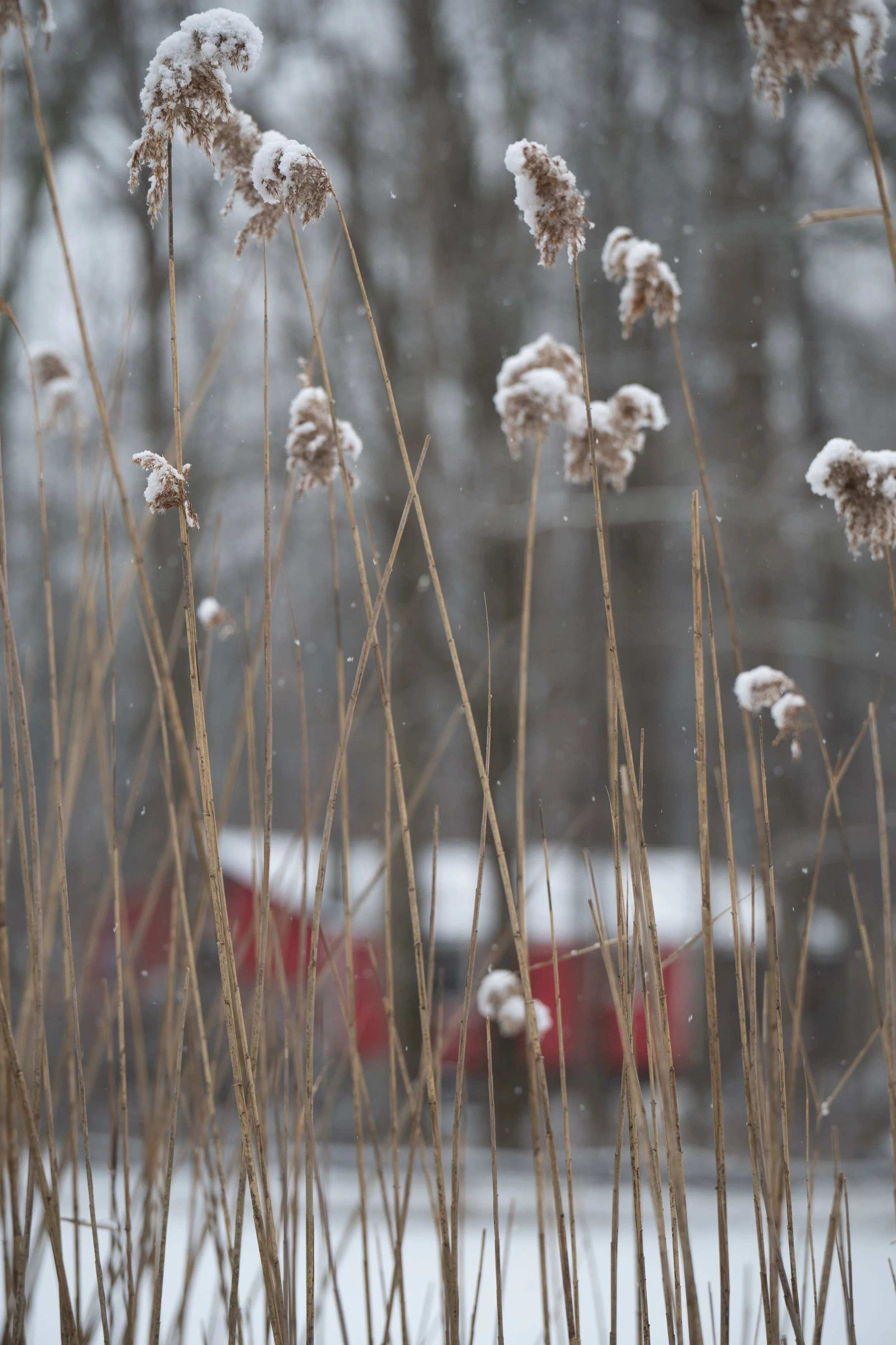 wilows snow red house copy.jpg